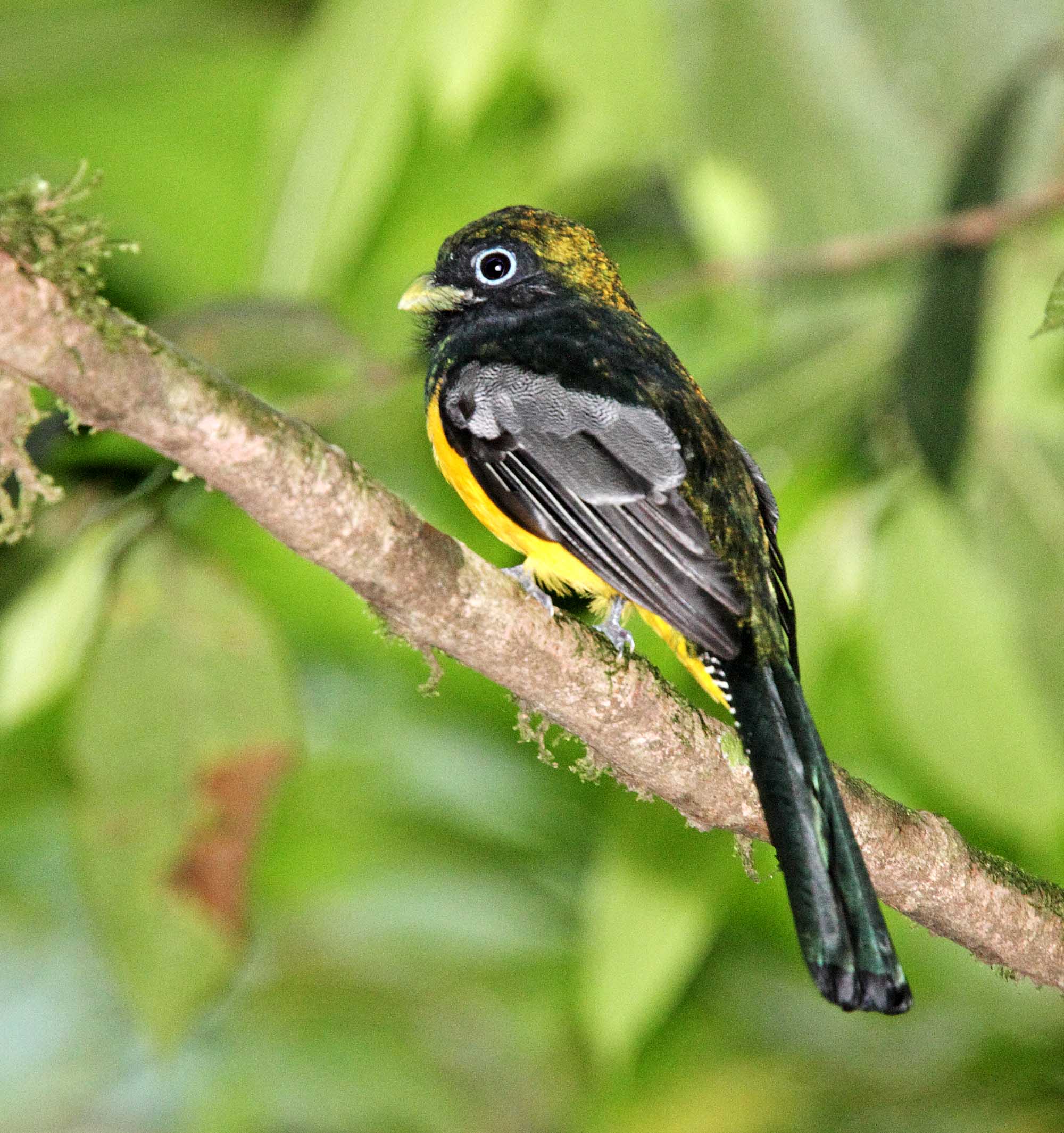 Black-throated Trogon - male_4166.jpg