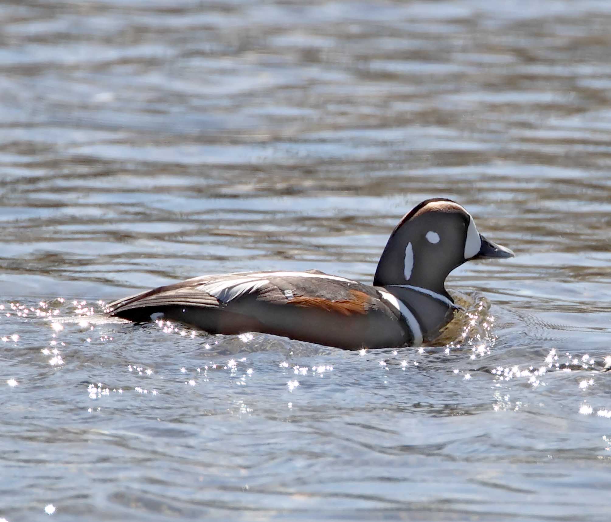 #75 Harlequin Duck - male_3840.jpg