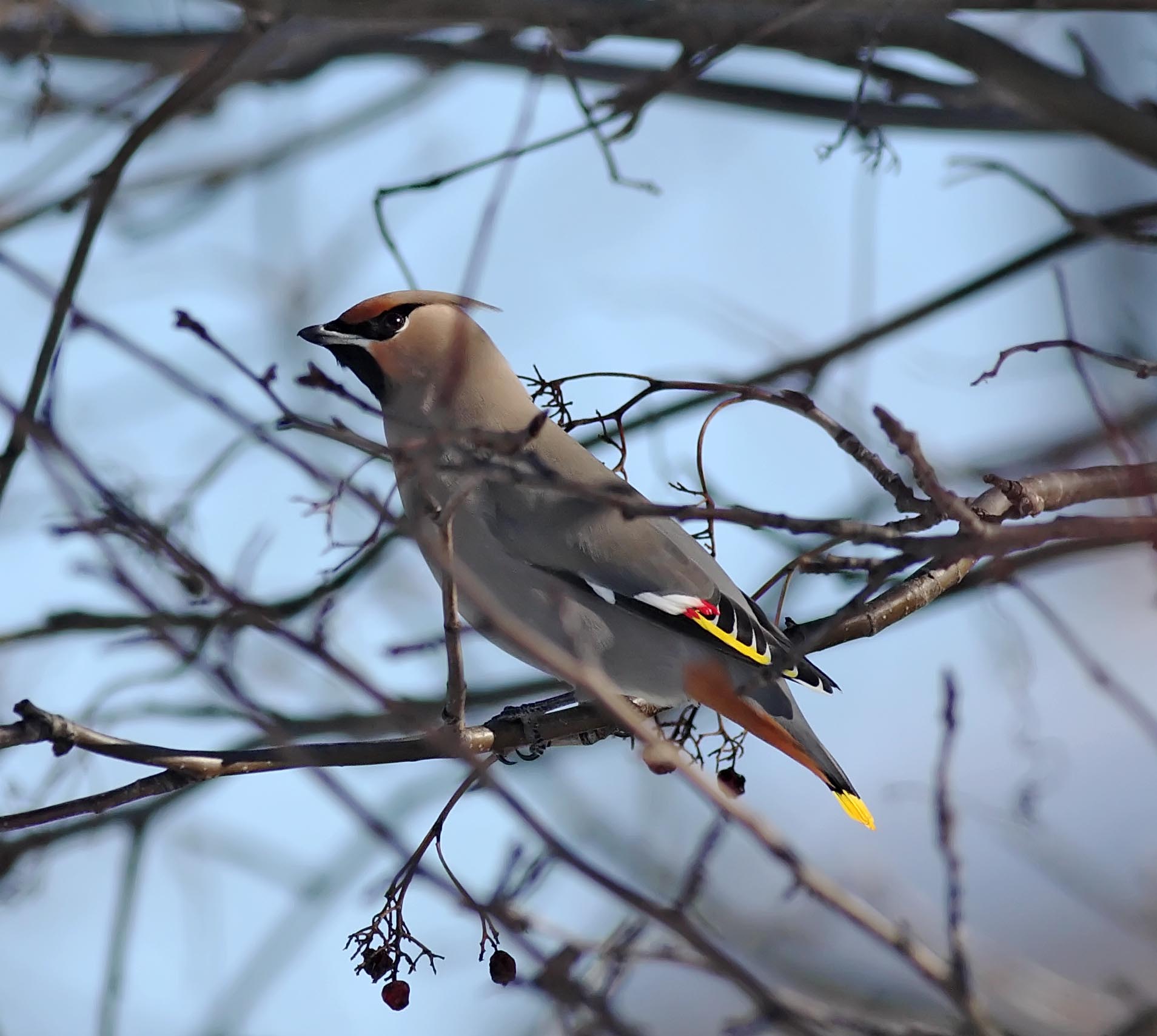 #67 Bohemian Waxwing_8222.jpg