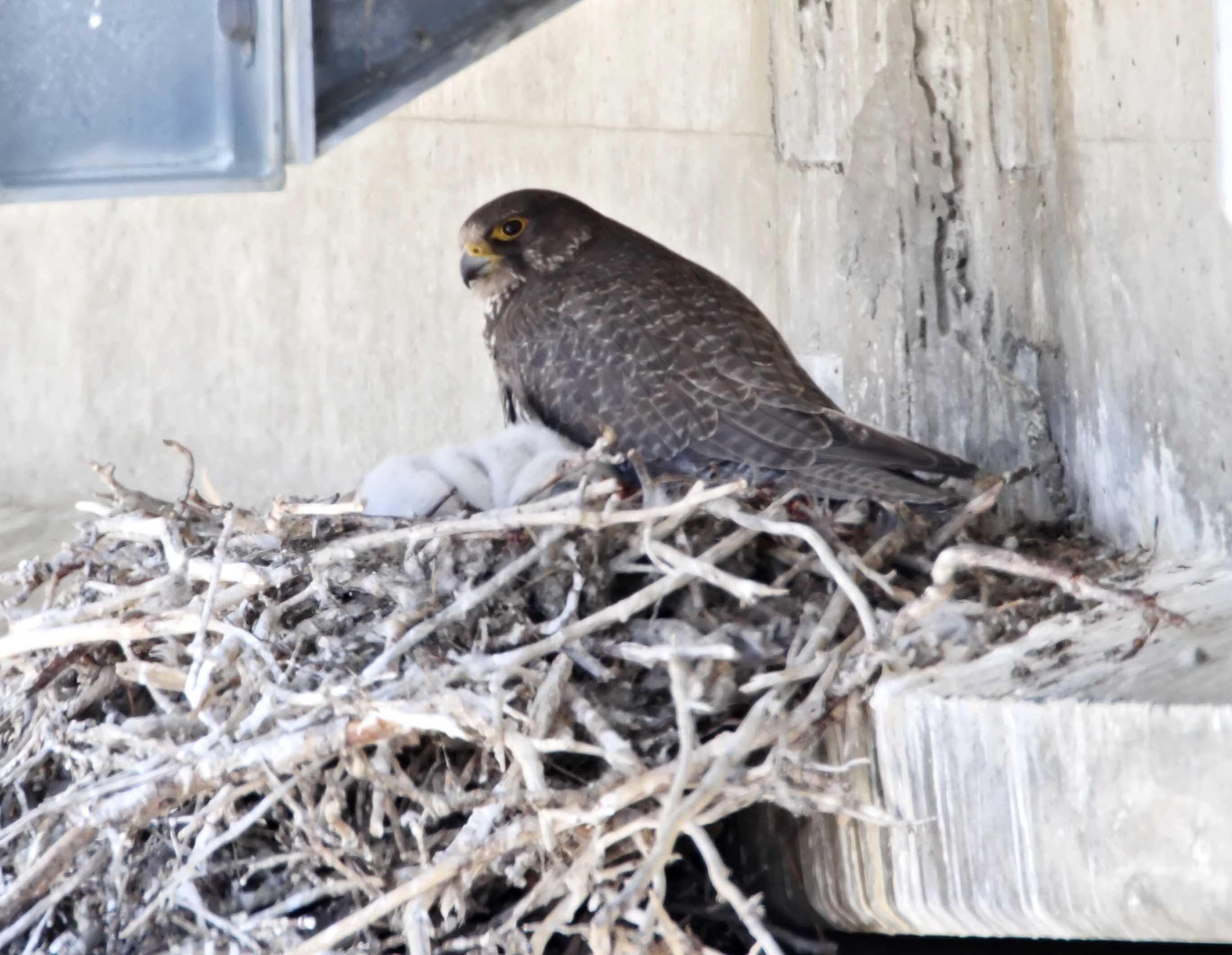 #55 Gyrfalcon - adult_2661.jpg