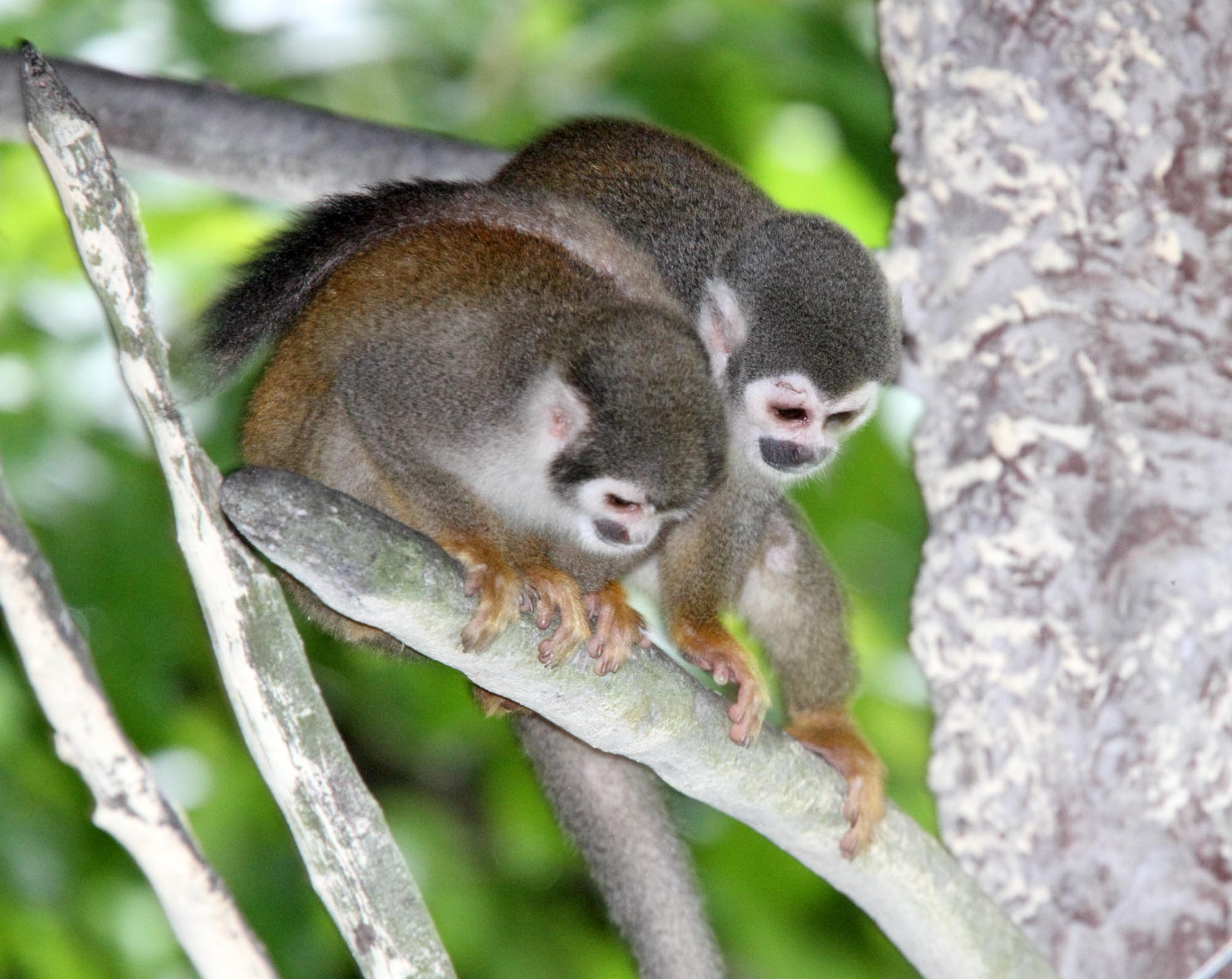 Common Squirrel Monkey - adults_4264.jpg