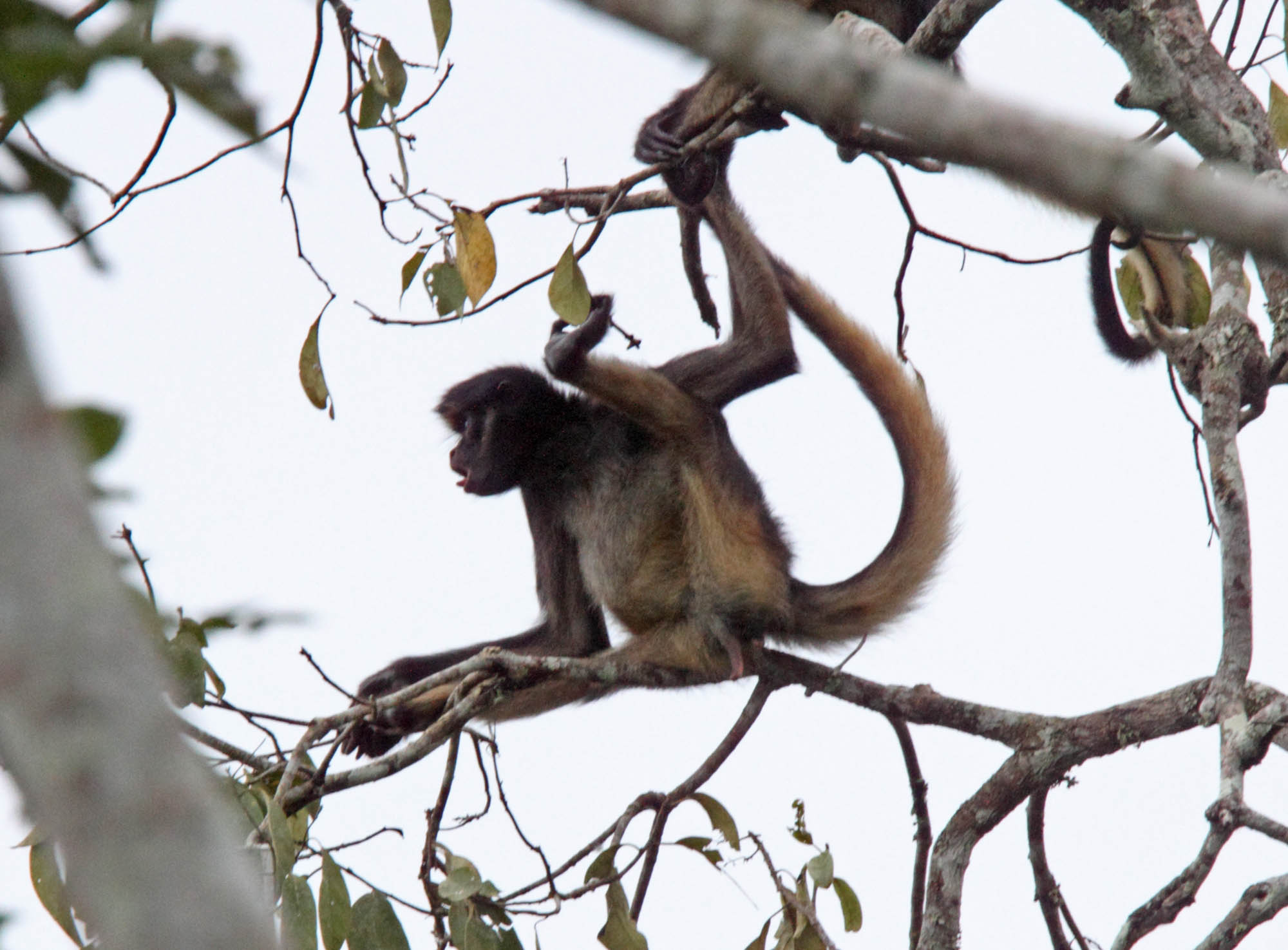 White-fronted Spider Monkey_0278.jpg