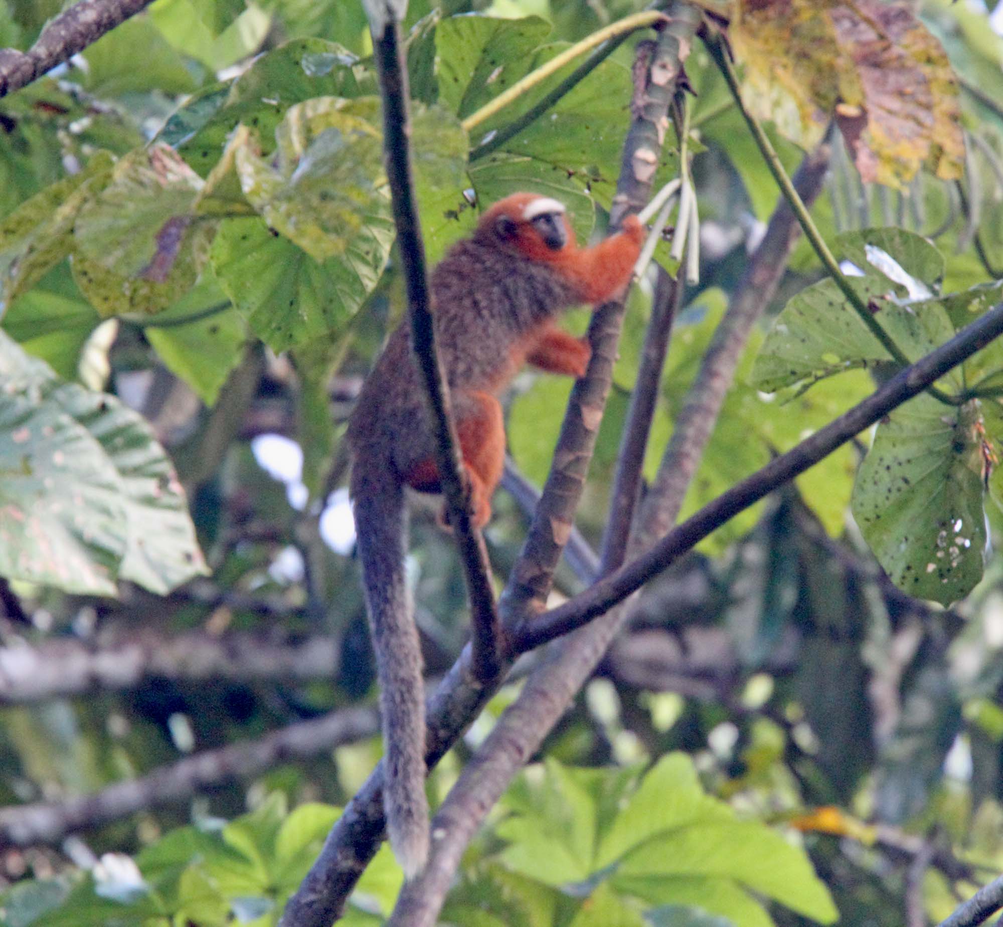 White-tailed Titi Monkey_5414.jpg