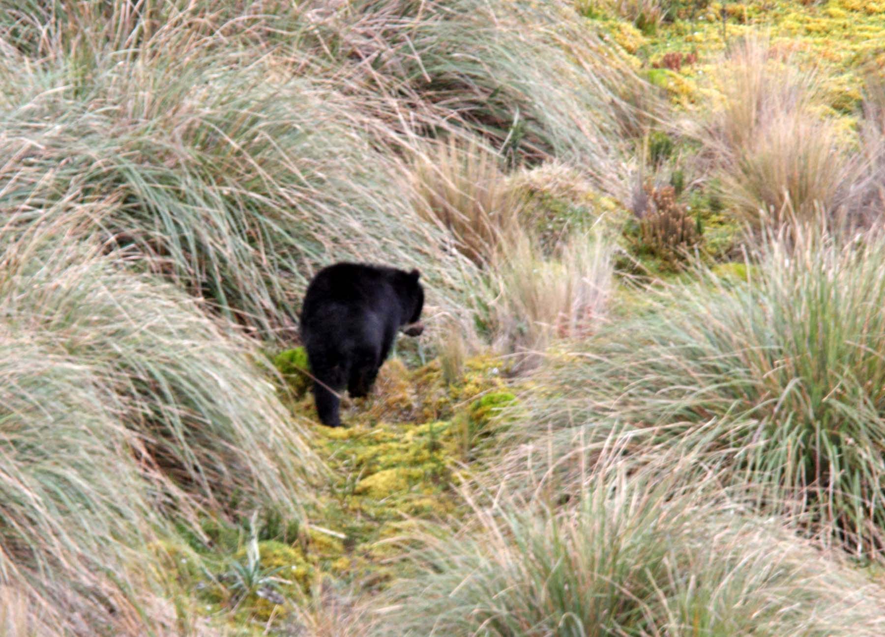 Spectacled Bear_1213.jpg