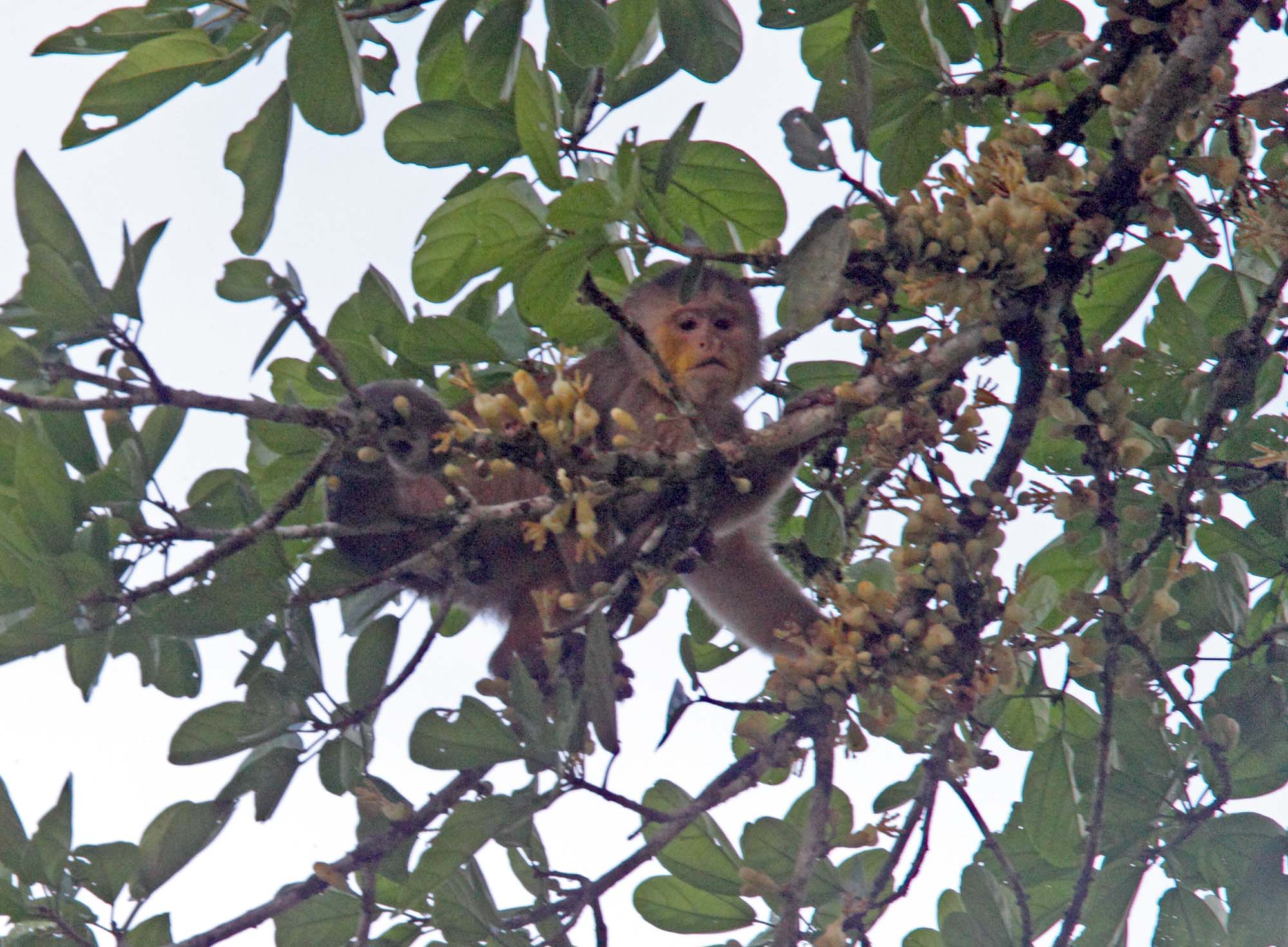White-fronted Capuchin Monkey_4717.jpg