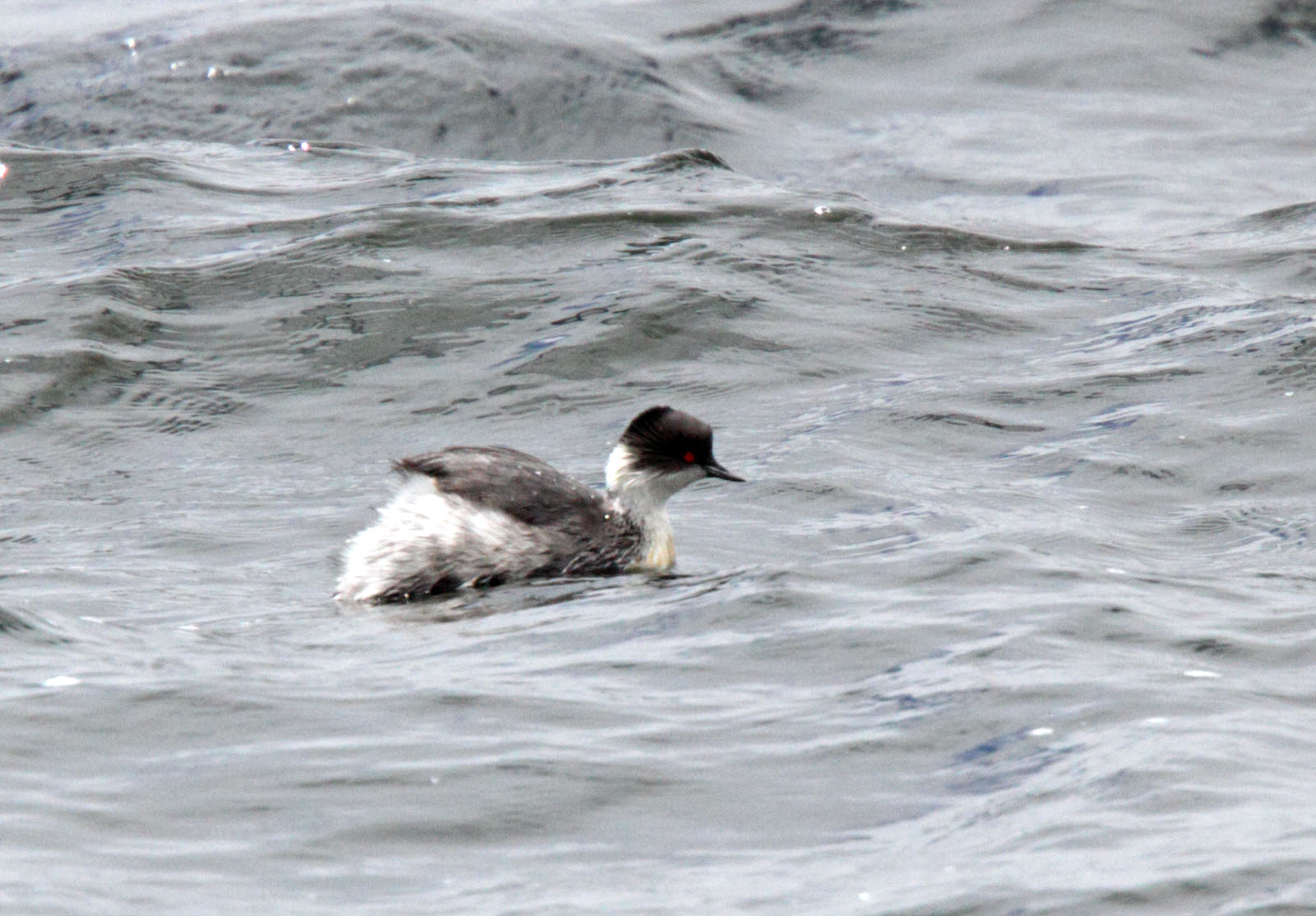 Silvery Grebe_6943.jpg