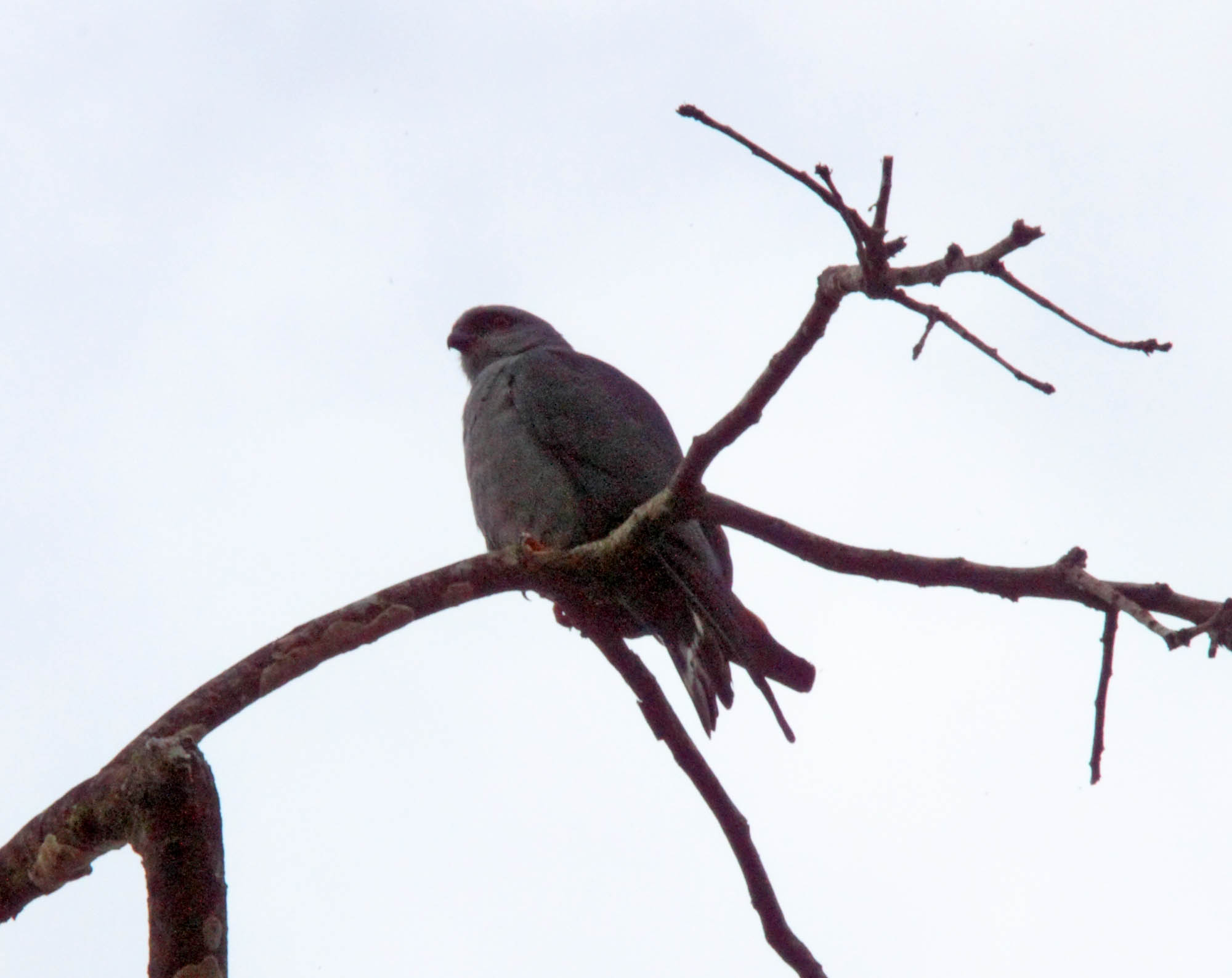 Plumbeous Kite_4437.jpg