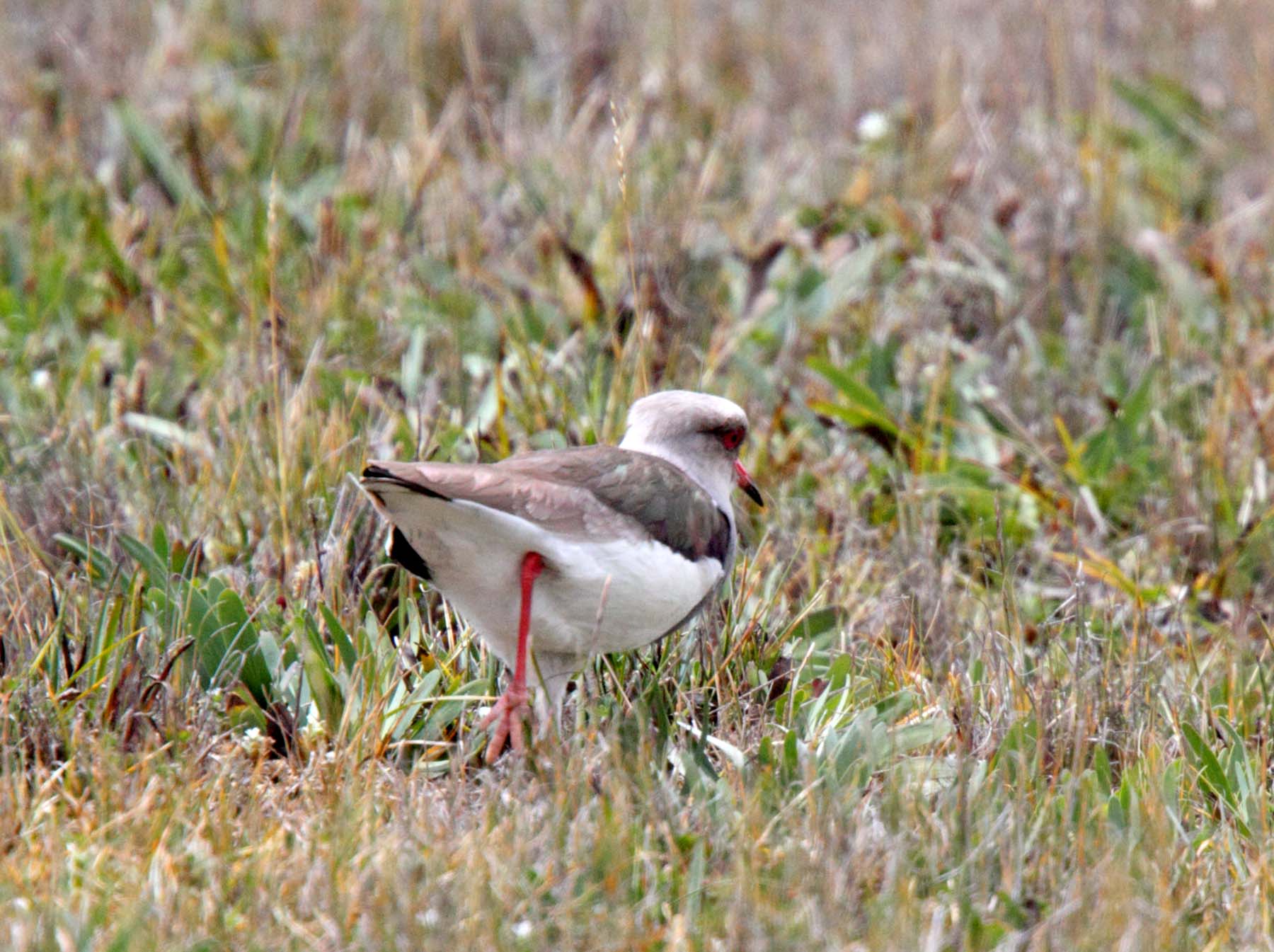 Andean Lapwing_6810.jpg