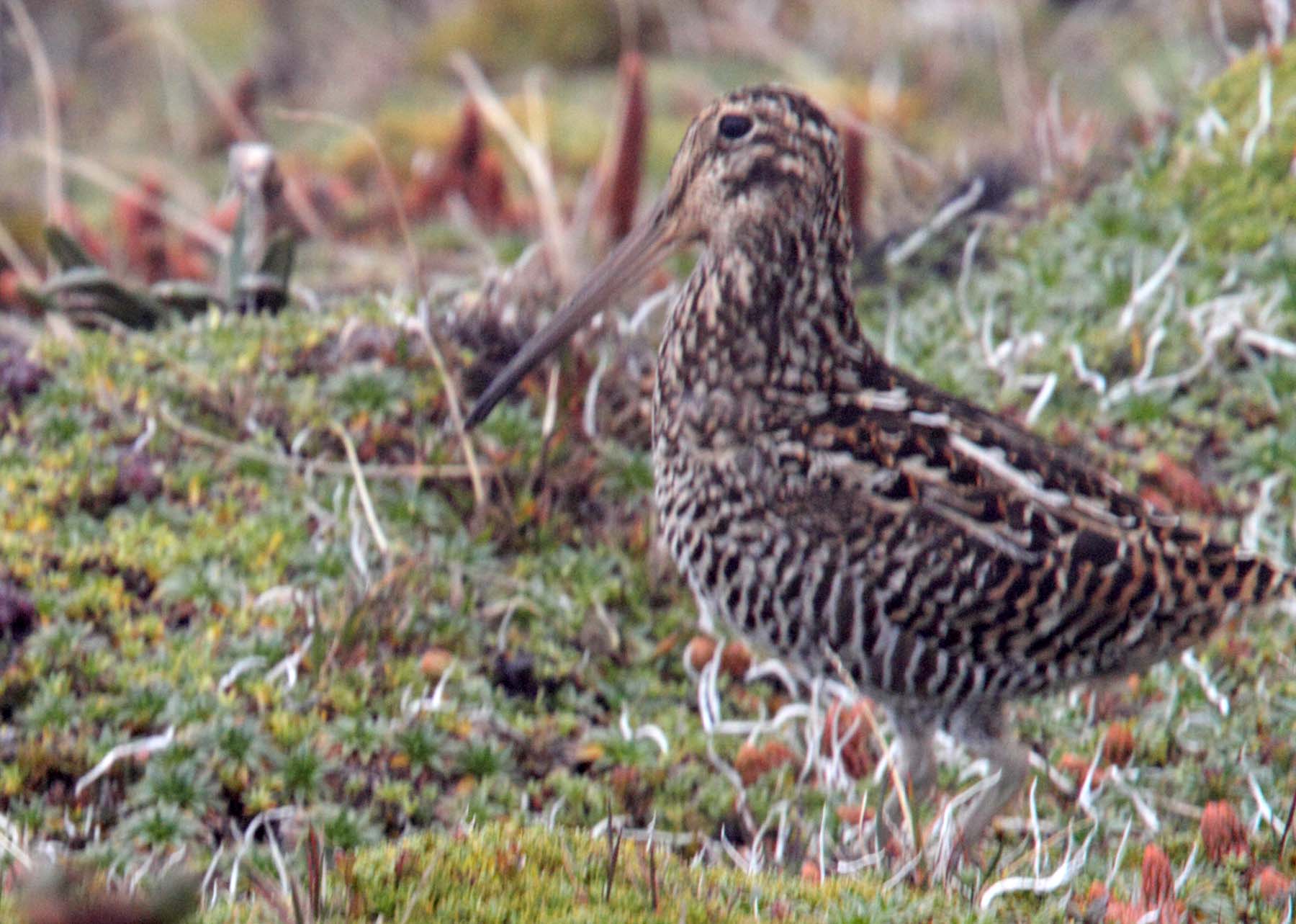 Jamesons Snipe_1239.jpg