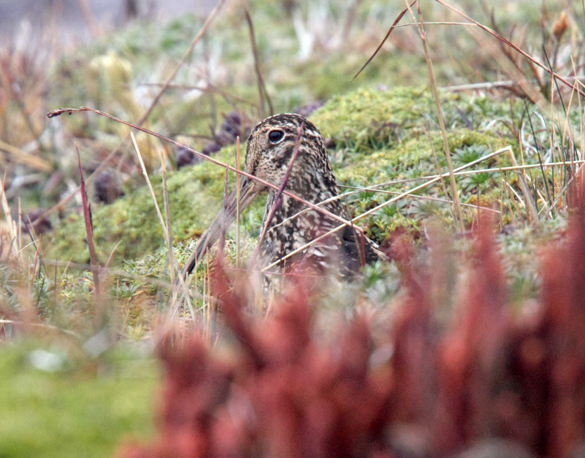 Andean Snipe_1236.jpg