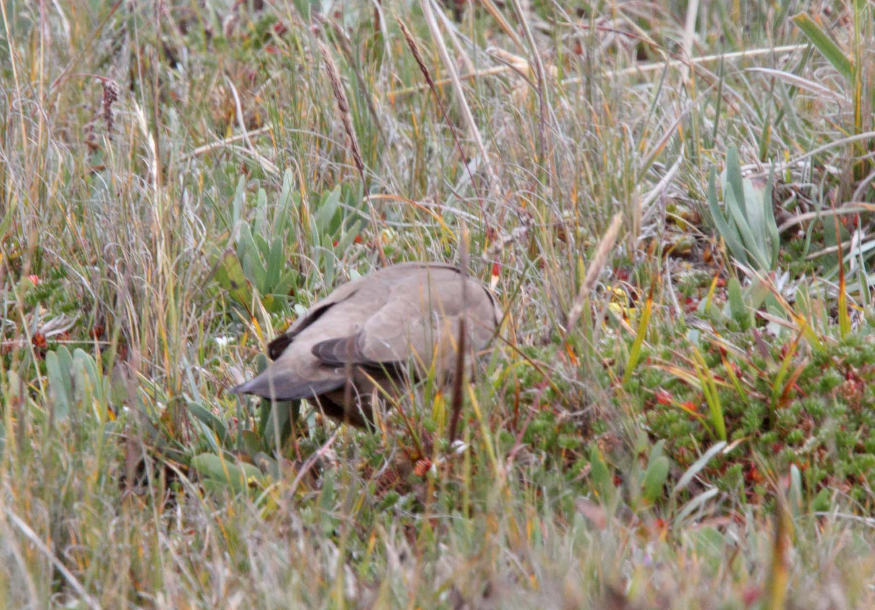 Black-winged Ground-Dove_6650.jpg
