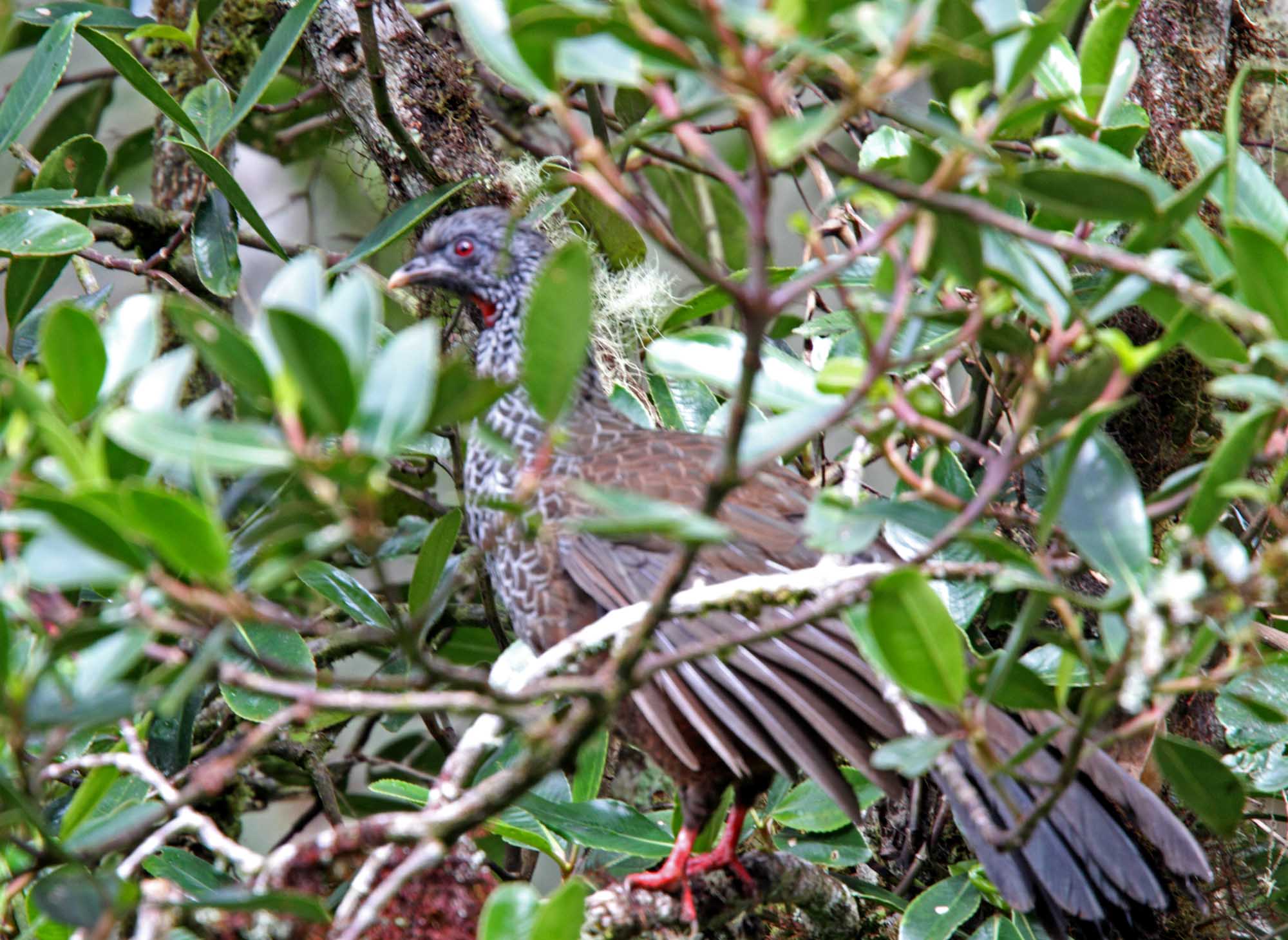 Andean Guan_1583.jpg