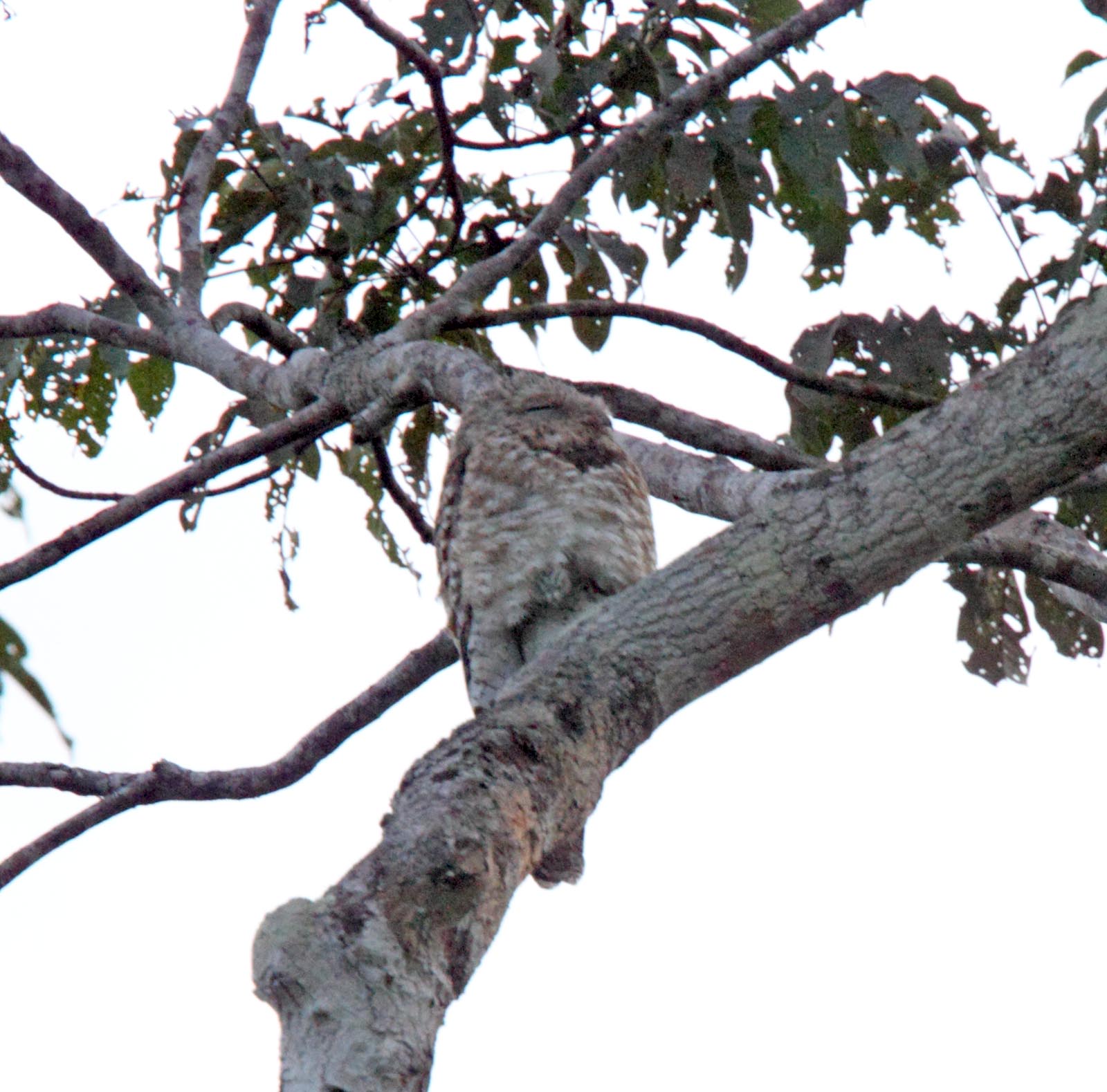 Great Potoo_4734.jpg