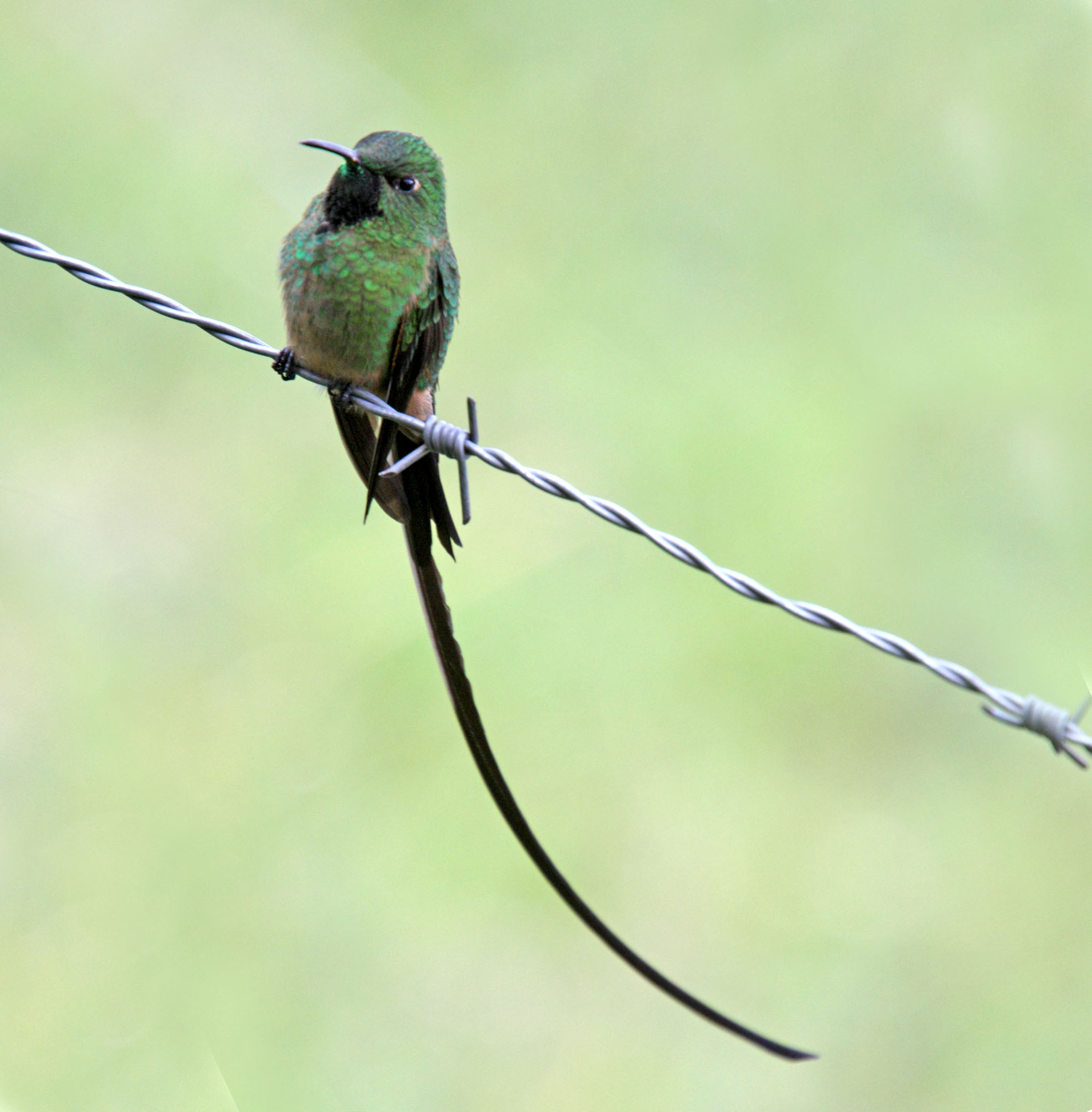 Black-tailed Trainbearer - male_7329.jpg