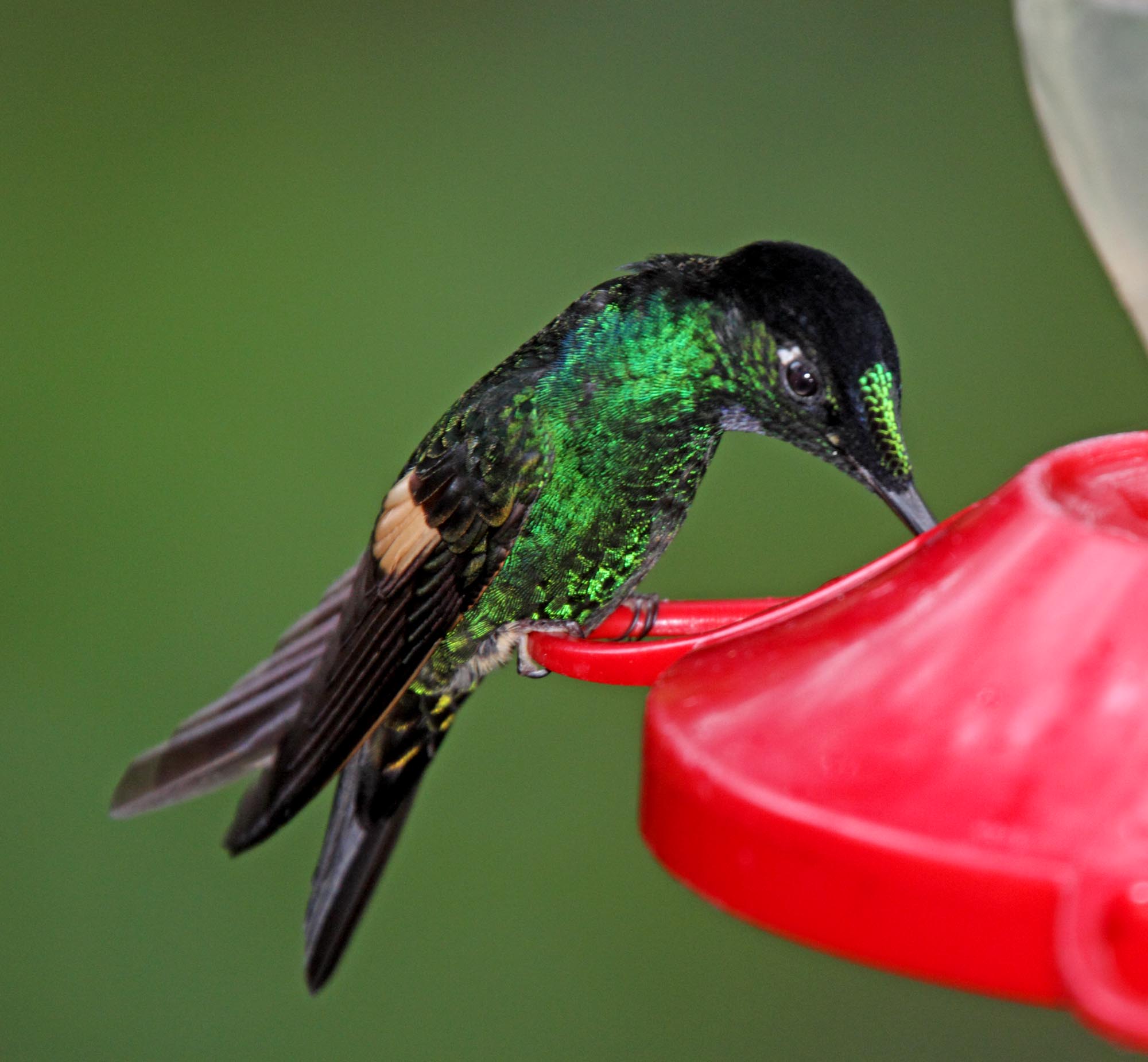 Buff-winged Starfrontlet - male_1707.jpg