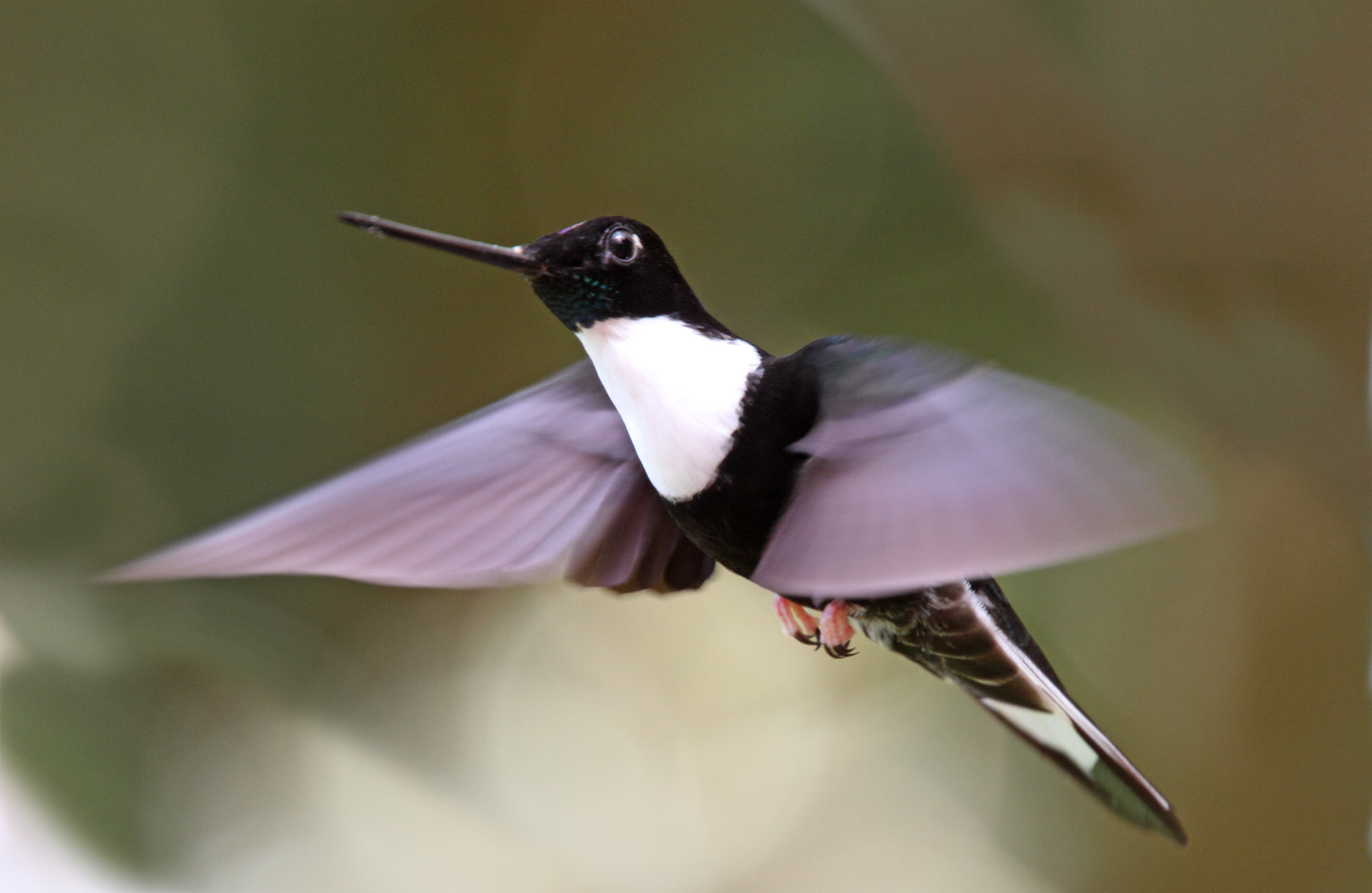Collared Inca_1202.jpg