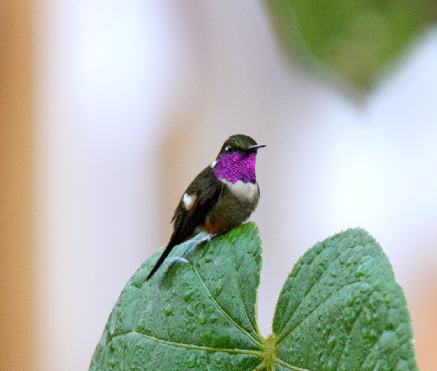 Purple-throated Woodstar - male_8096.jpg