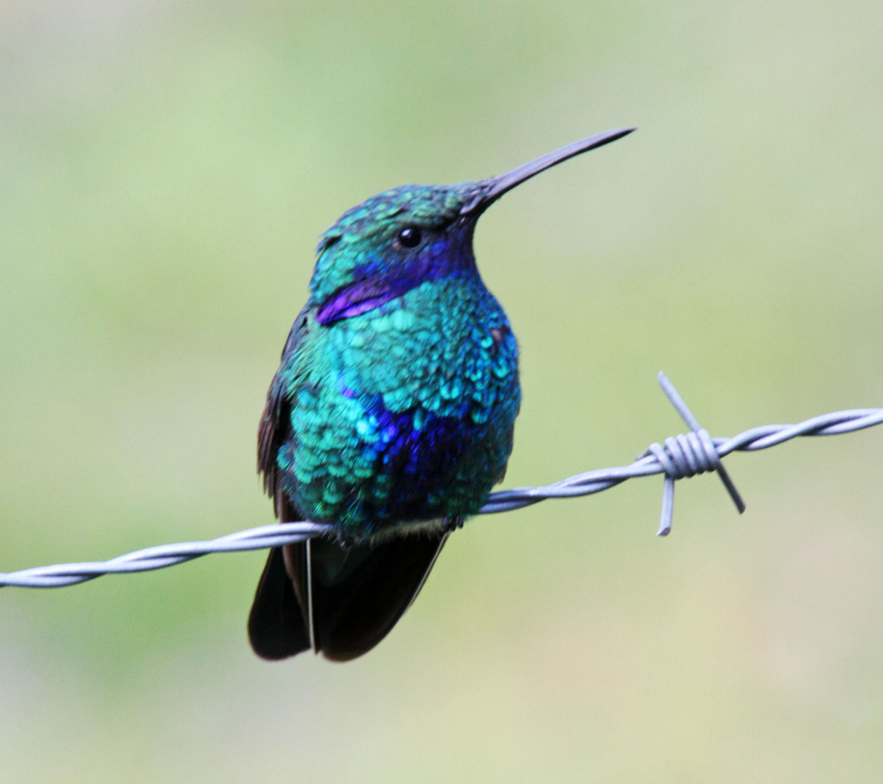 Sparkling Violetear_7276.jpg