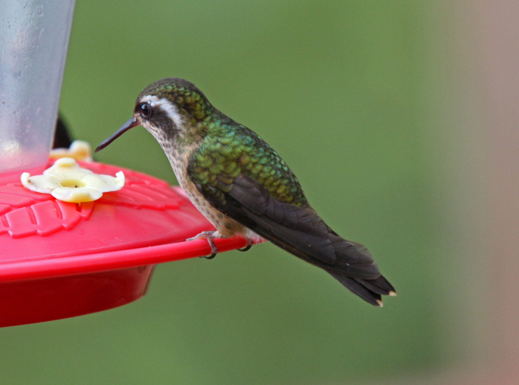 Speckled Hummingbird_0648.jpg