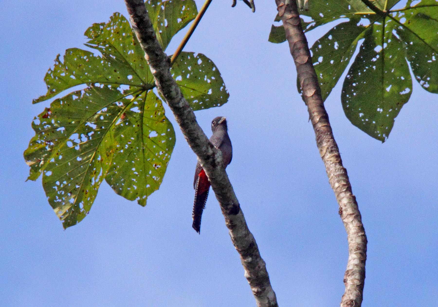 Blue-crownedTrogon - female_5098.jpg