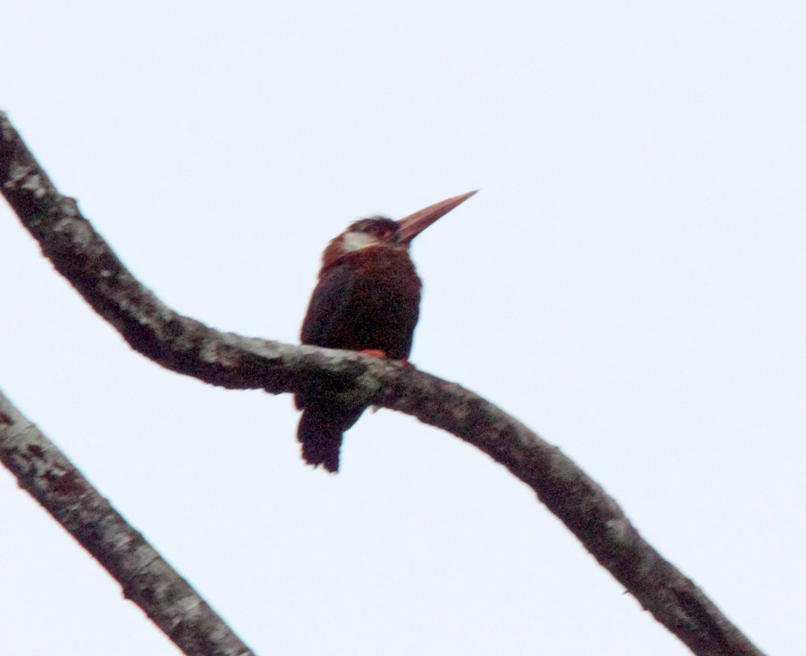 White-eared Jacamar_6010.jpg