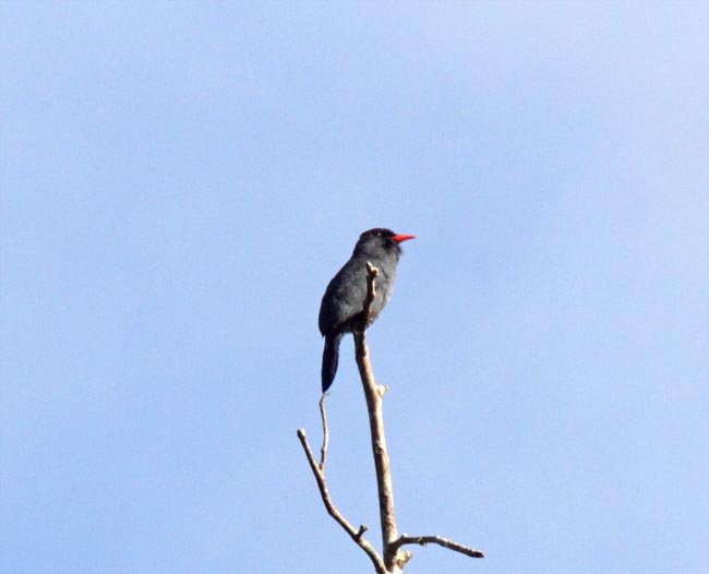 Black-fronted Nunbird blog_5191.jpg