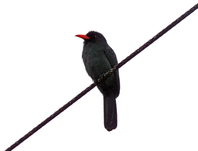 Black-fronted Nunbird blog_6209.jpg