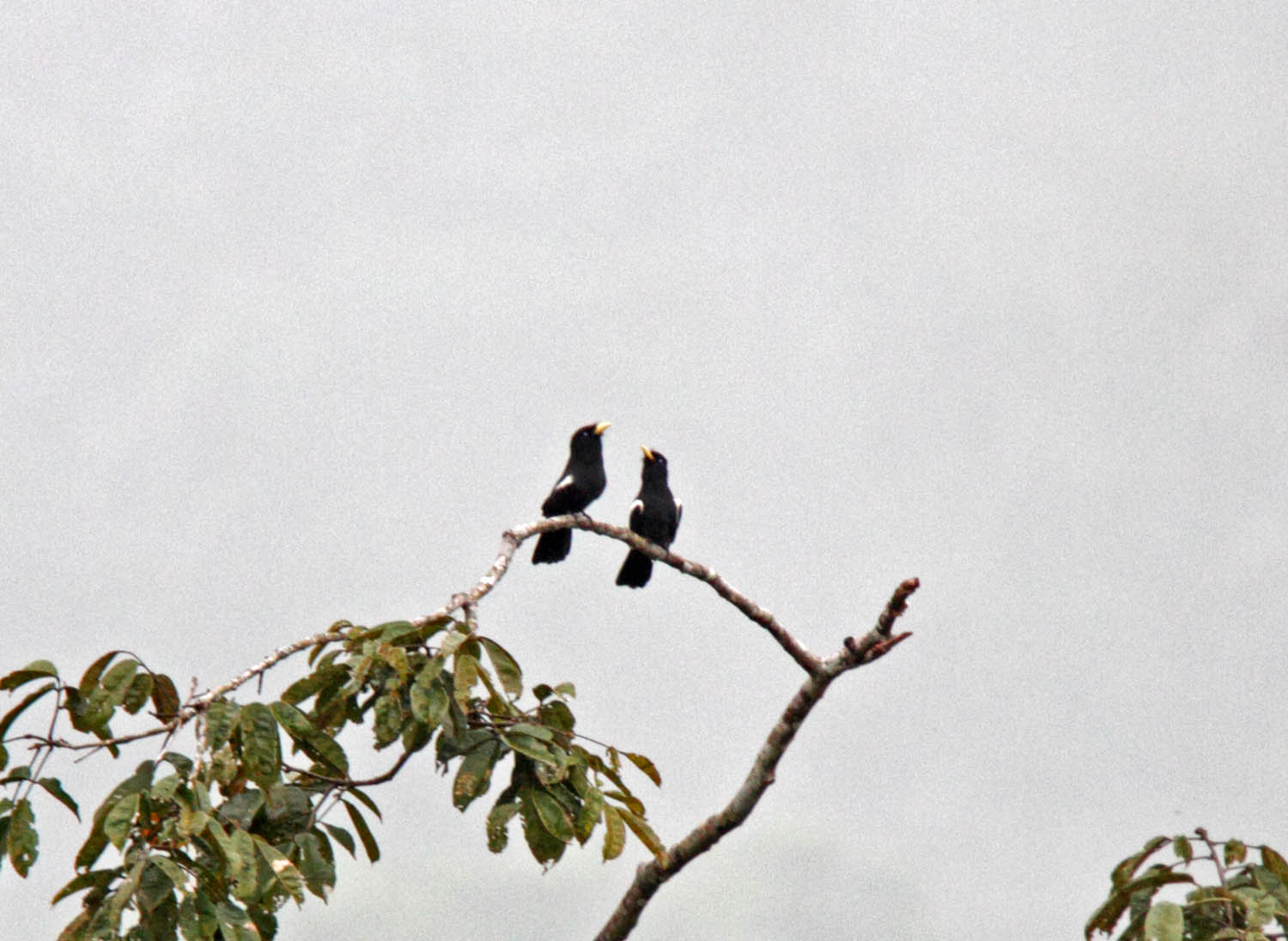 Yellow-billed Nunbird_5552.jpg