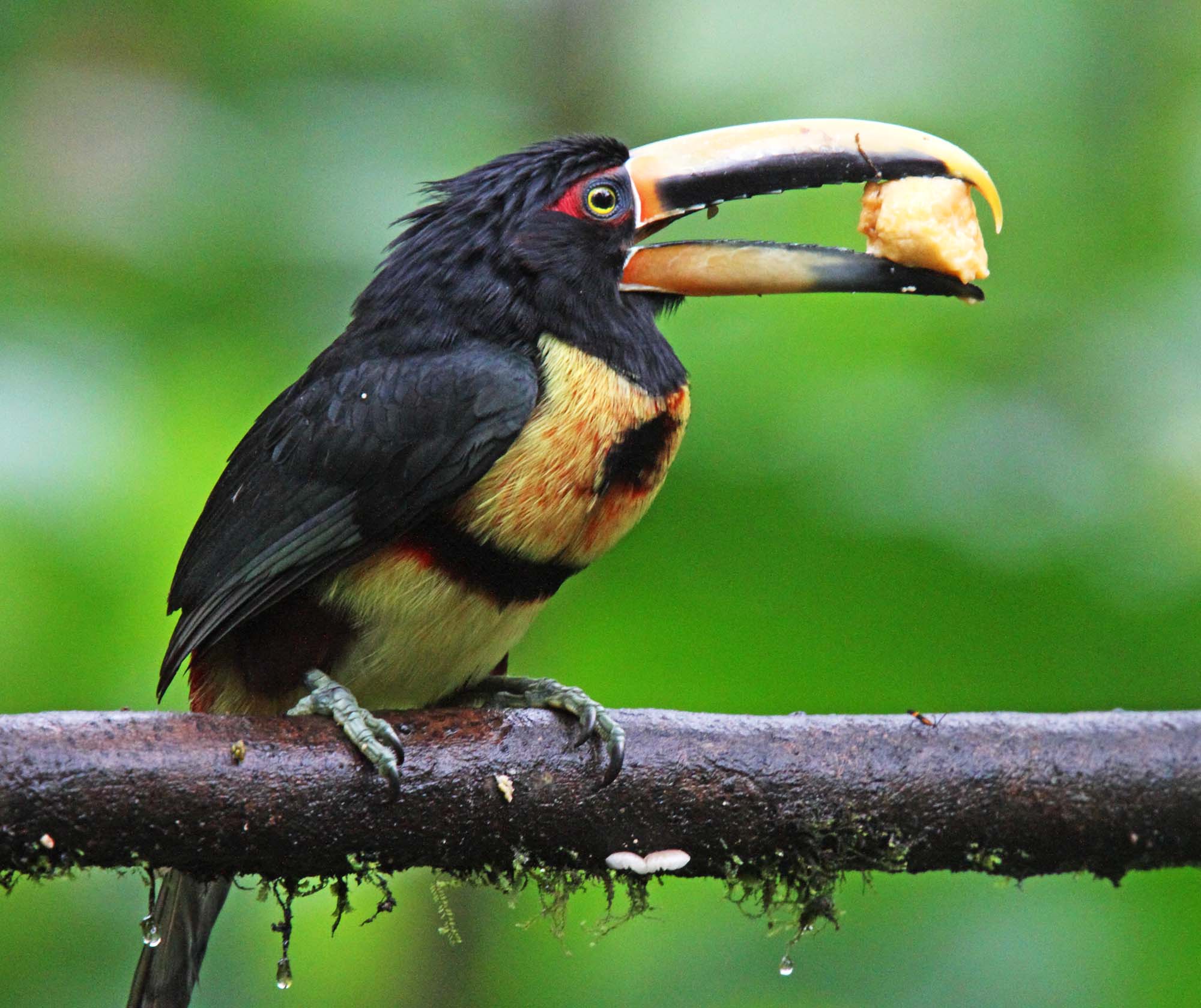 Pale-mandibled Aracari_8343.jpg