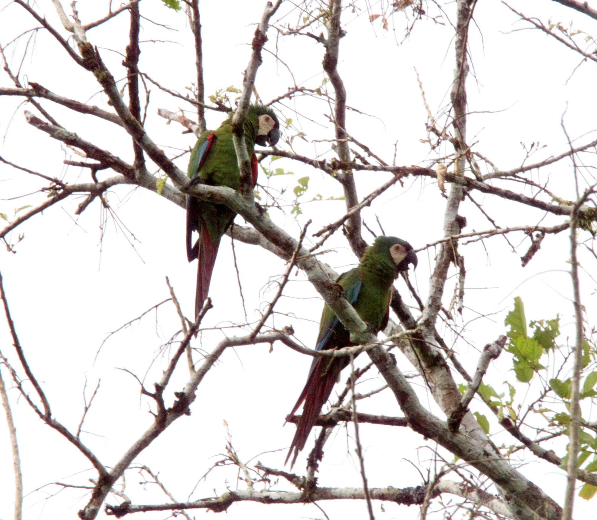 Chestnut-fronted Macaw_5843.jpg