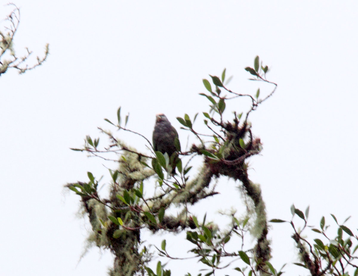 White-capped Parrot_1402.jpg
