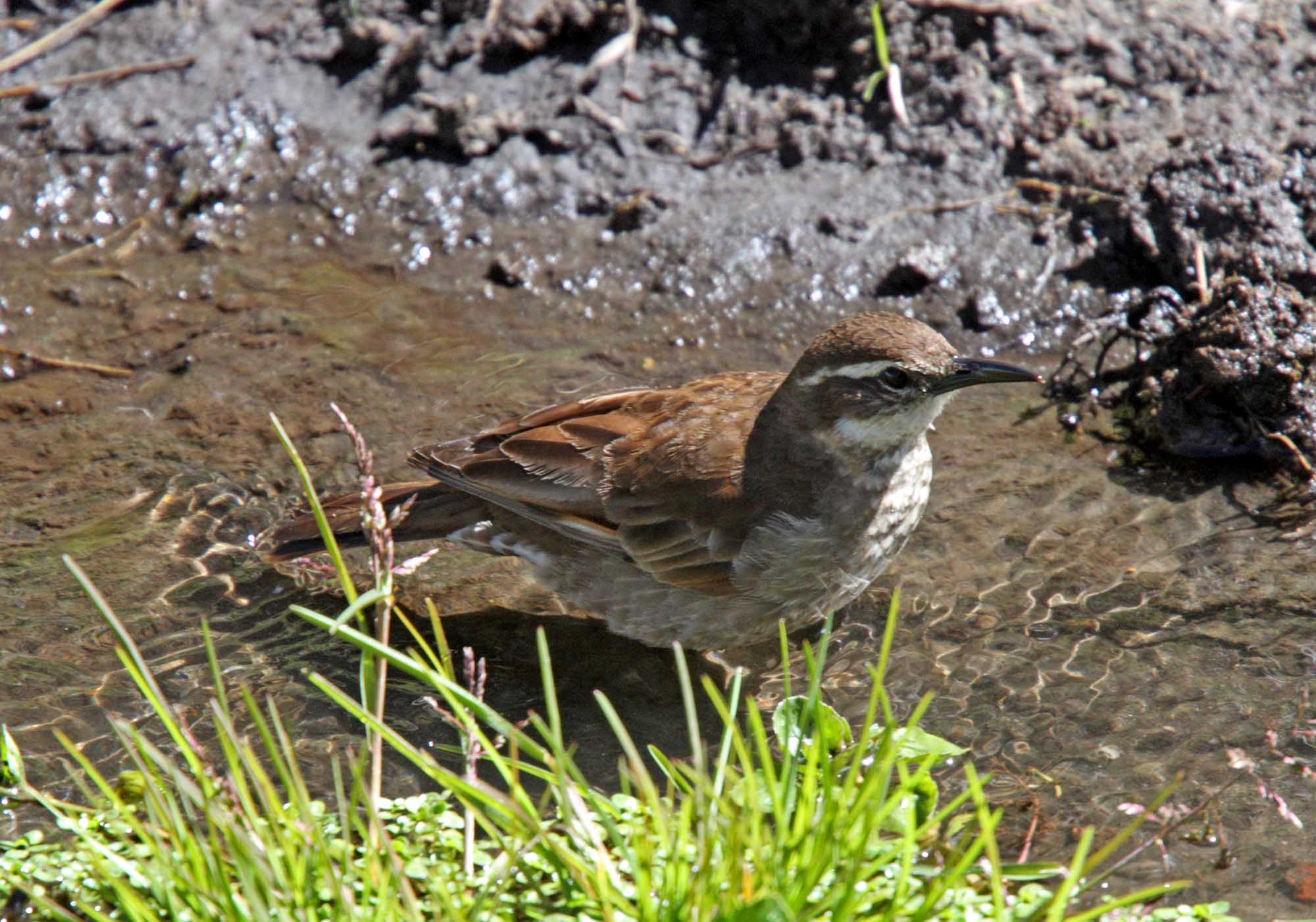 Chestnut-winged Cinclodes_7206.jpg