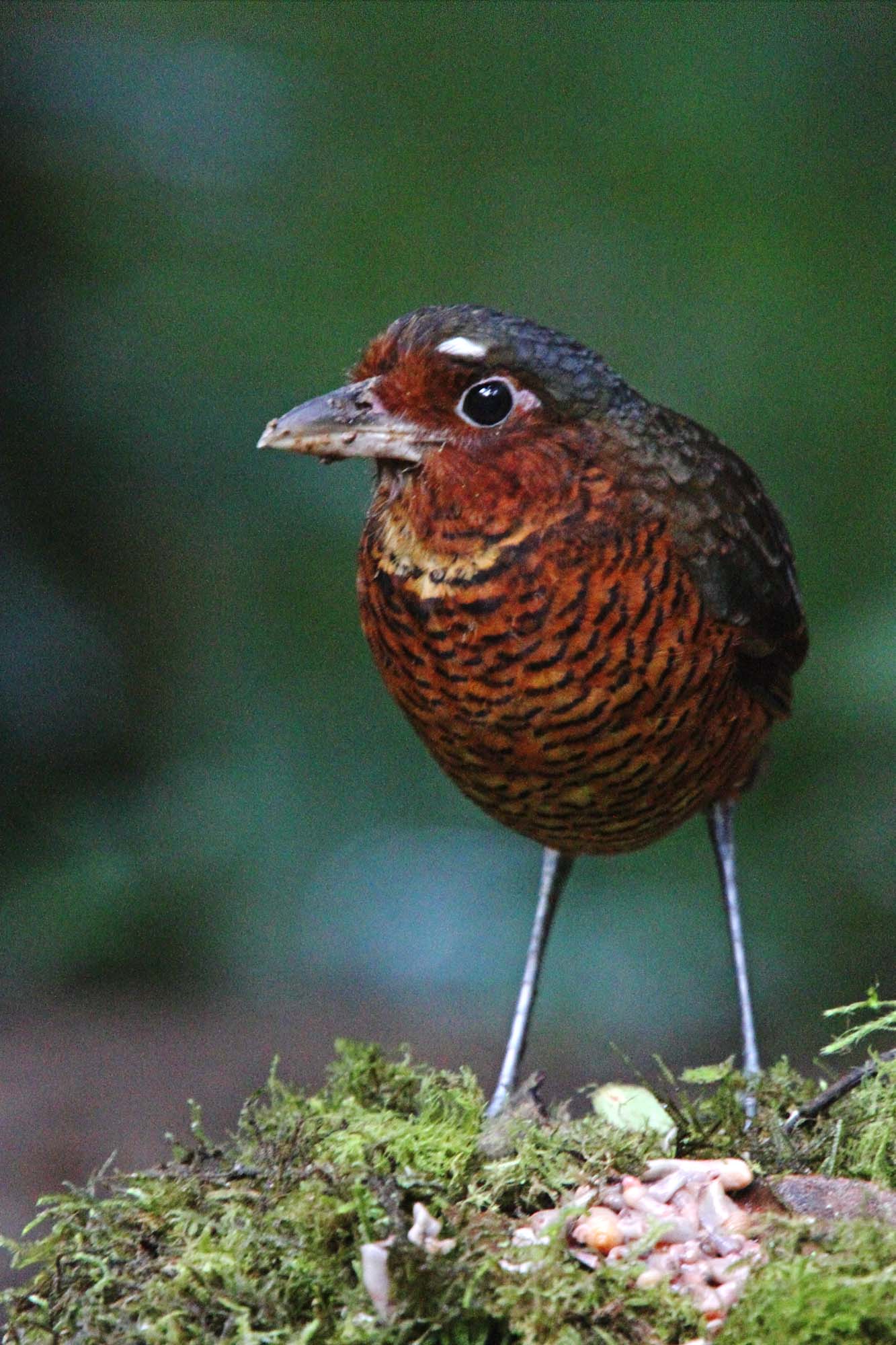 Giant Antpitta_7963.jpg