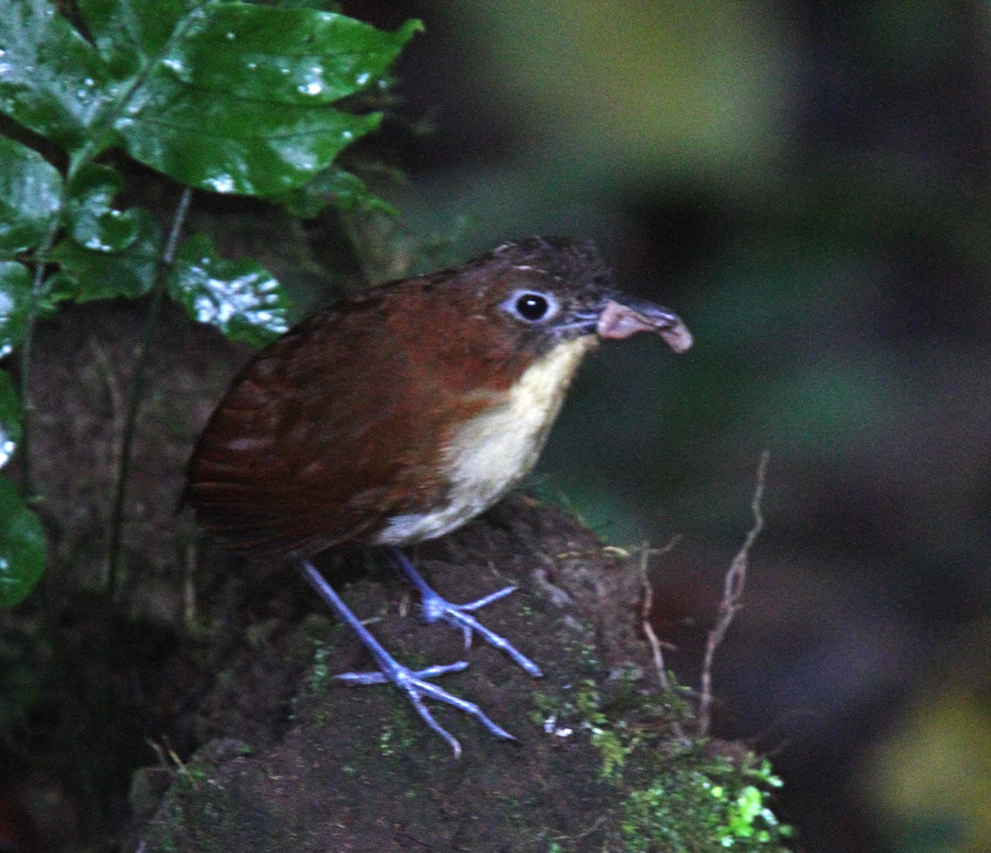 Yellow-breasted Antpitta_8027.jpg
