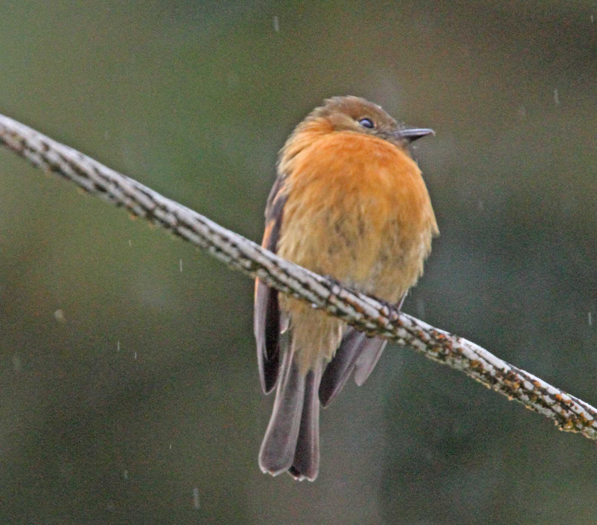 Cinnamon Flycatcher_0503.jpg