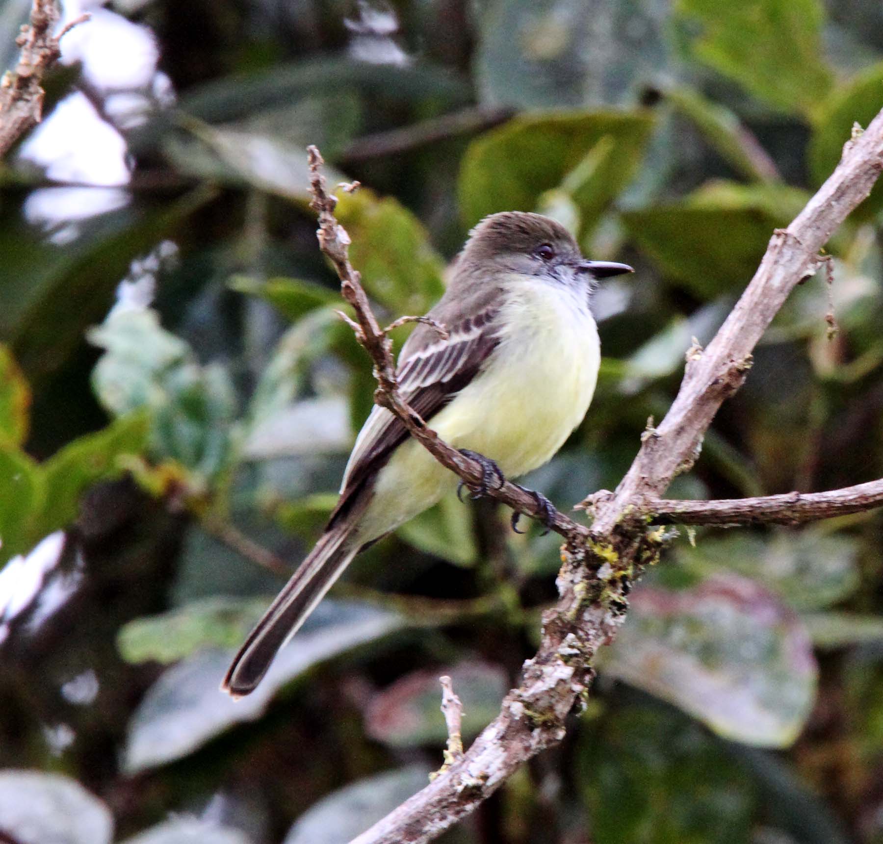 Pale-edged Flycatcher_0913.jpg