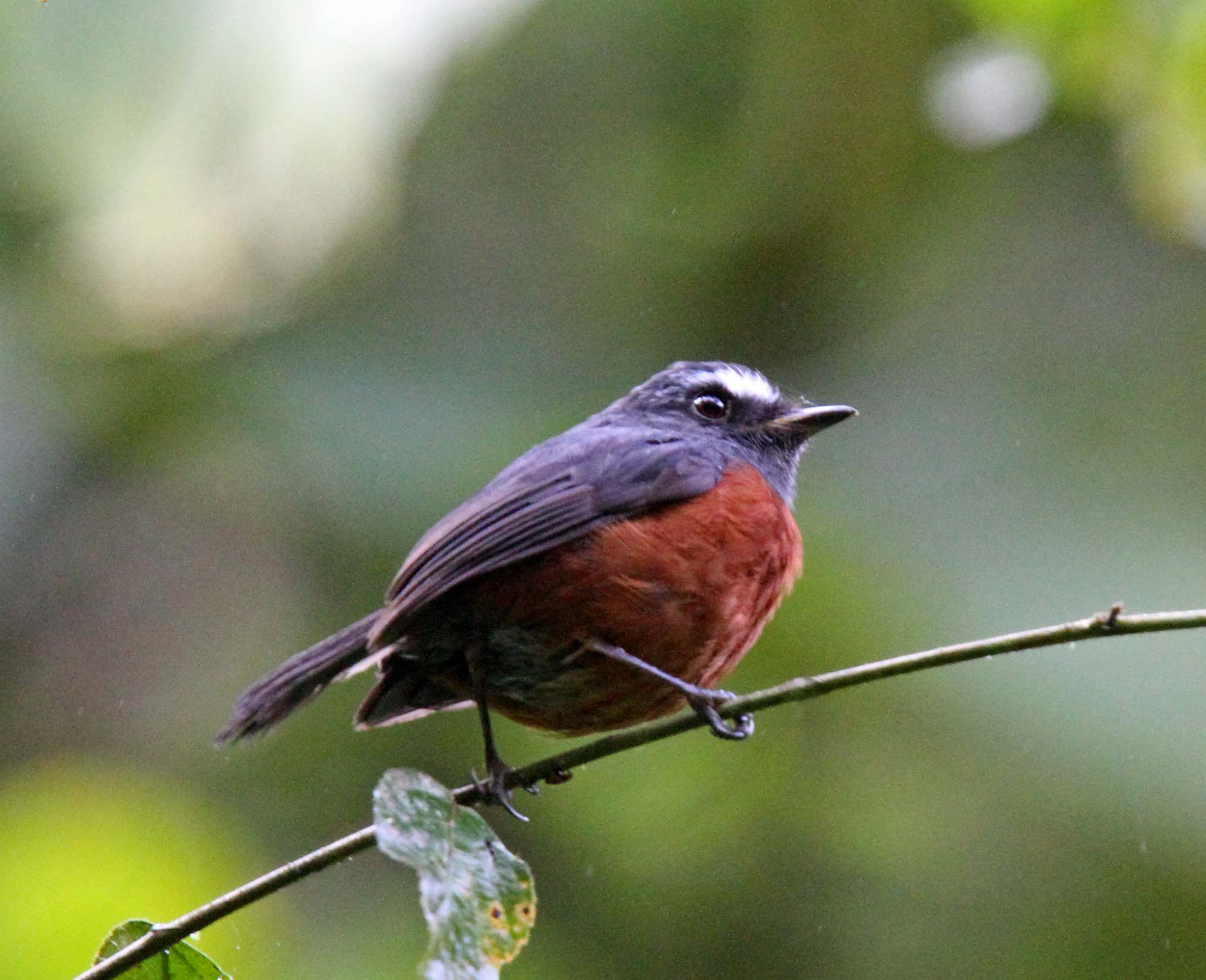 Slaty-backed Chat-Tyrant_7988.jpg