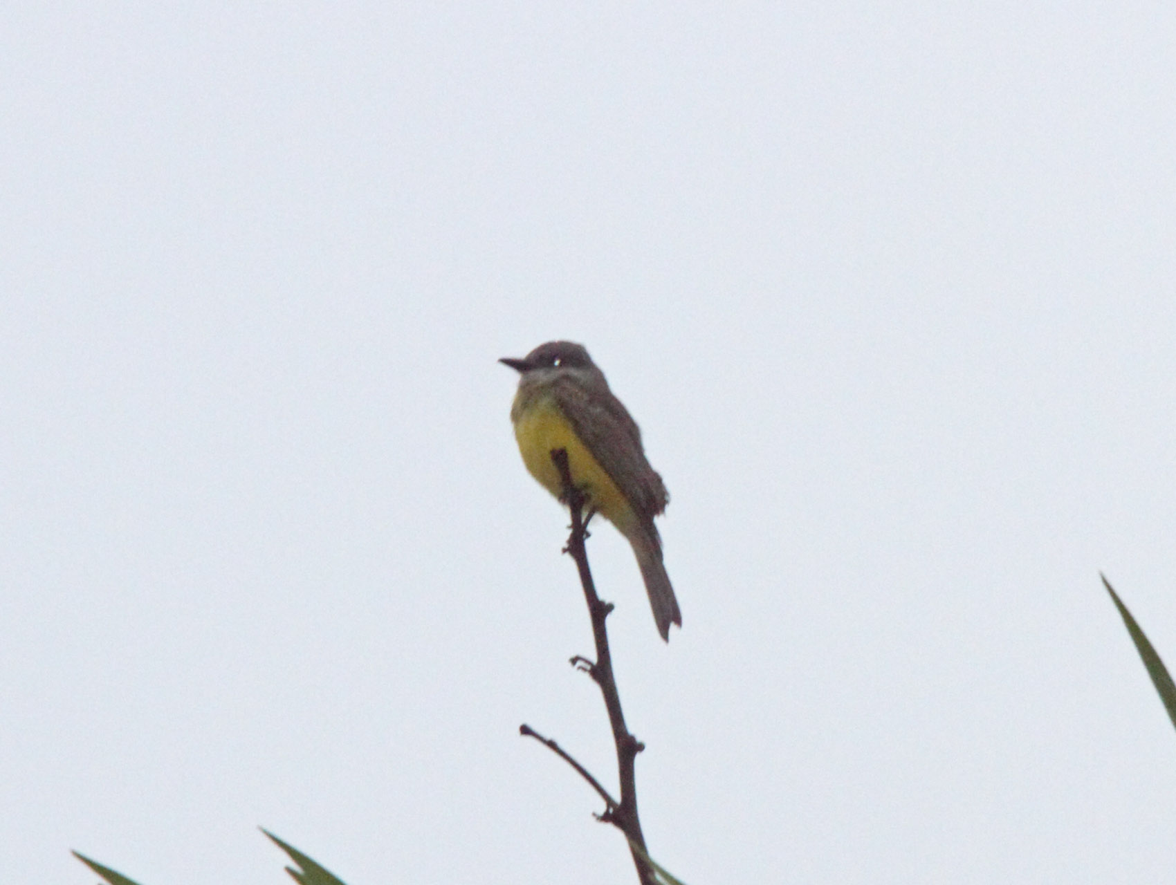 Sulphury Flycatcher_0073.jpg