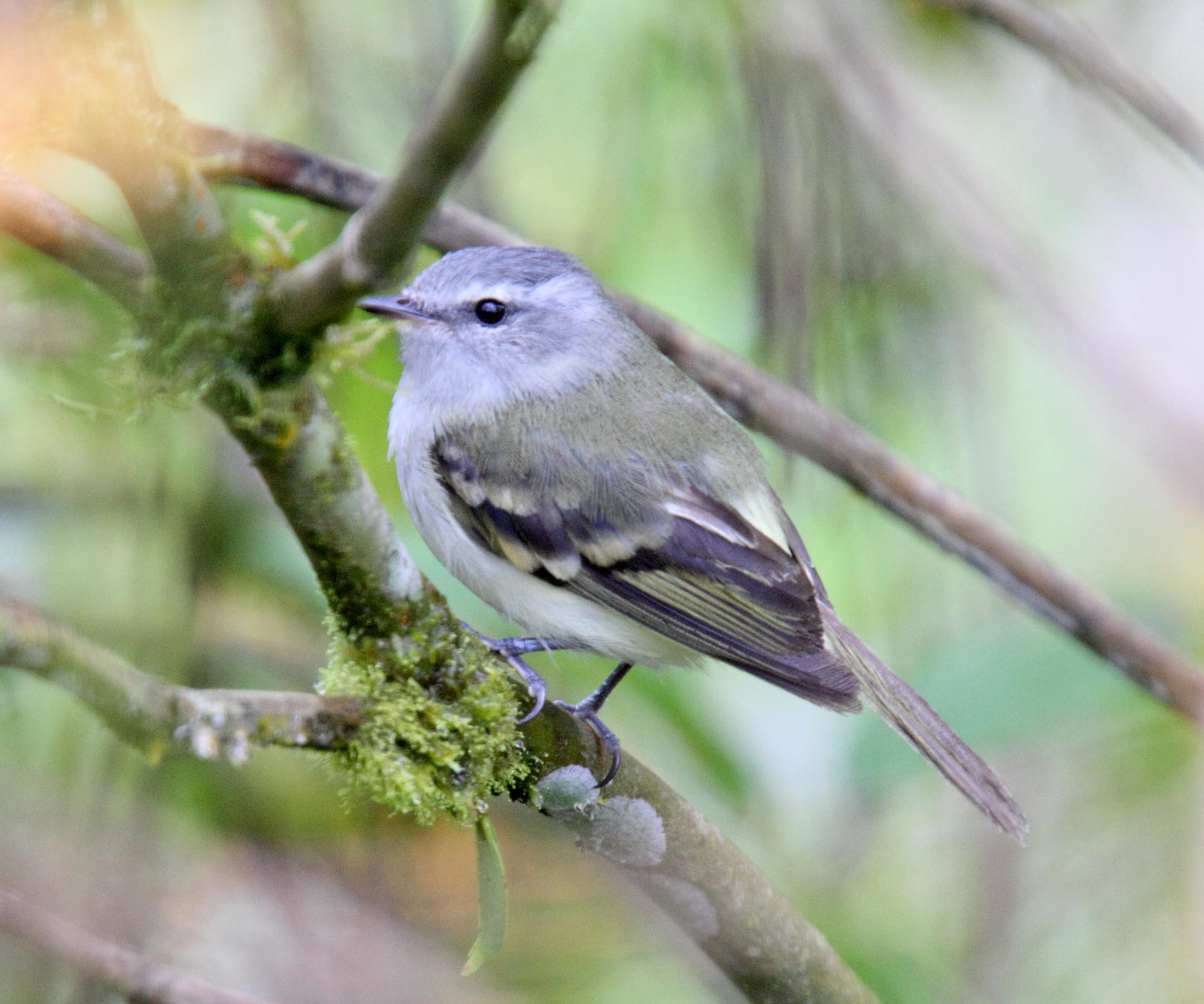 White-tailed Tyrannulet_8165.jpg