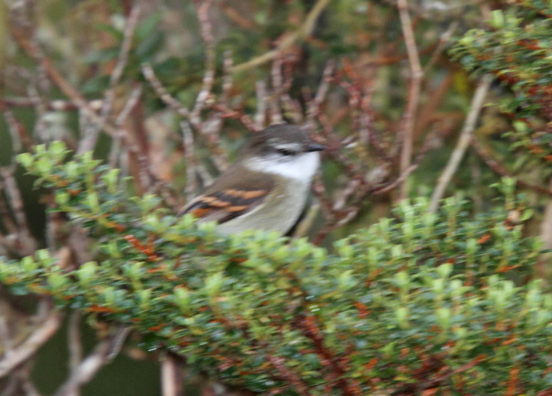 White-throated Tyrannulet_1761.jpg