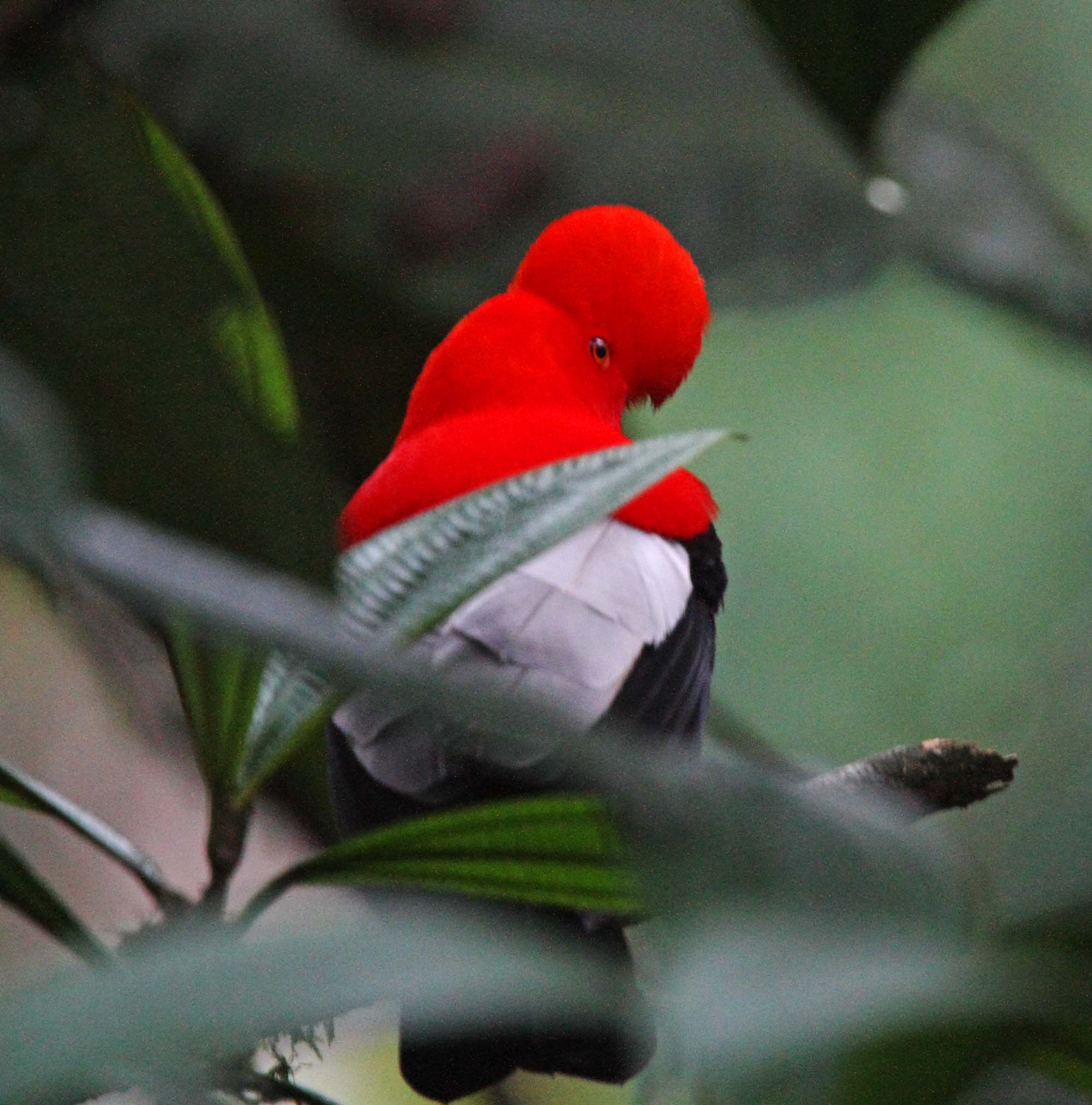 Andean Cock-of-the-Rock - male_7904.jpg