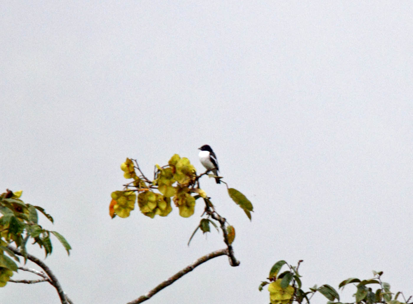 Purple-throated Cotinga_5555.jpg