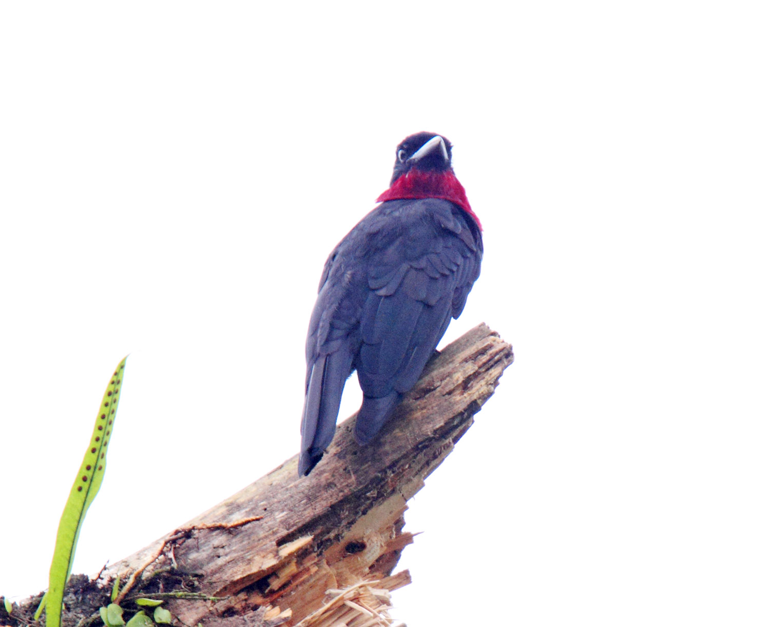 Purple-throated Fruitcrow_8679.jpg