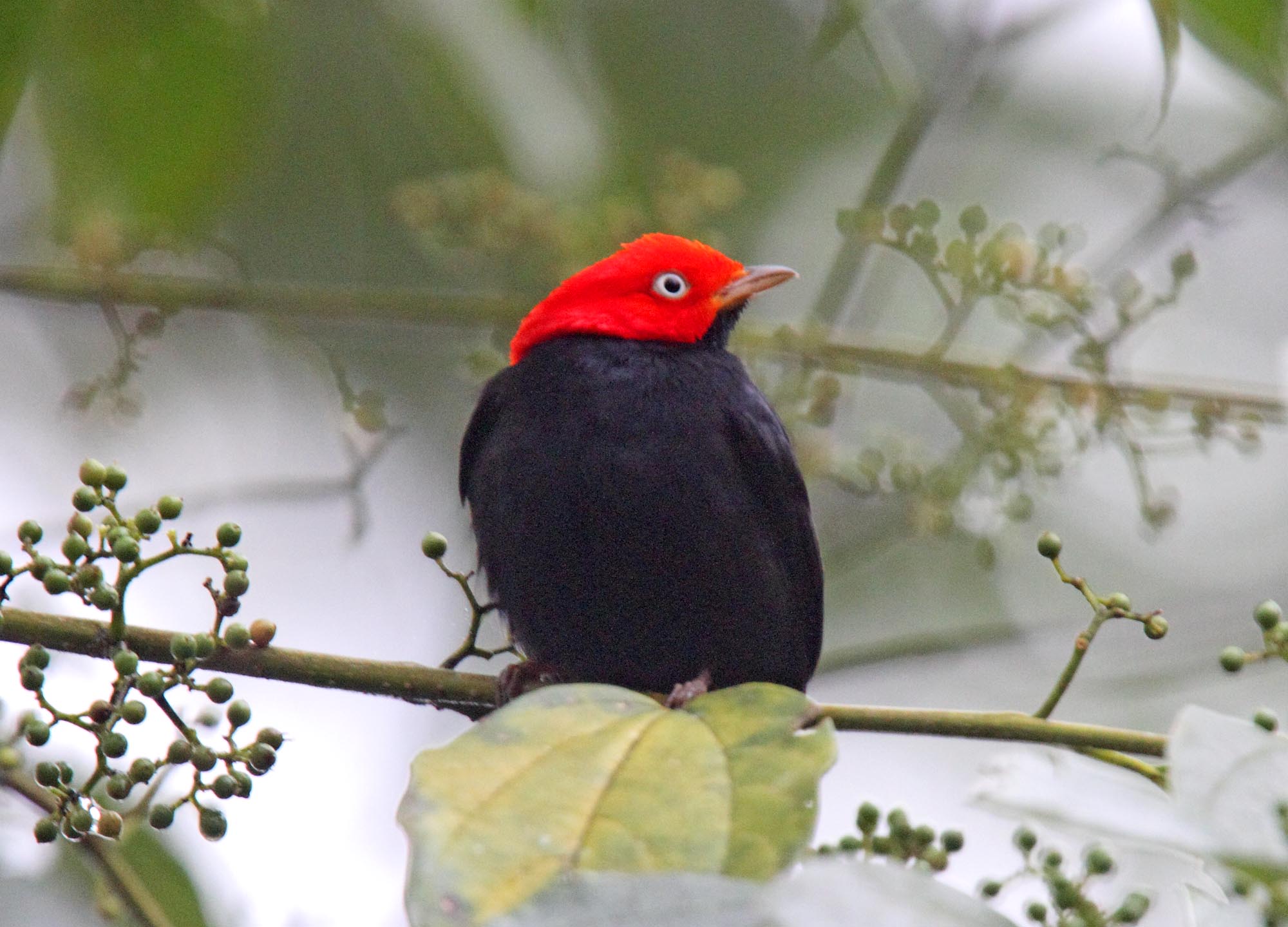 Red-capped Manakin - male_8558.jpg