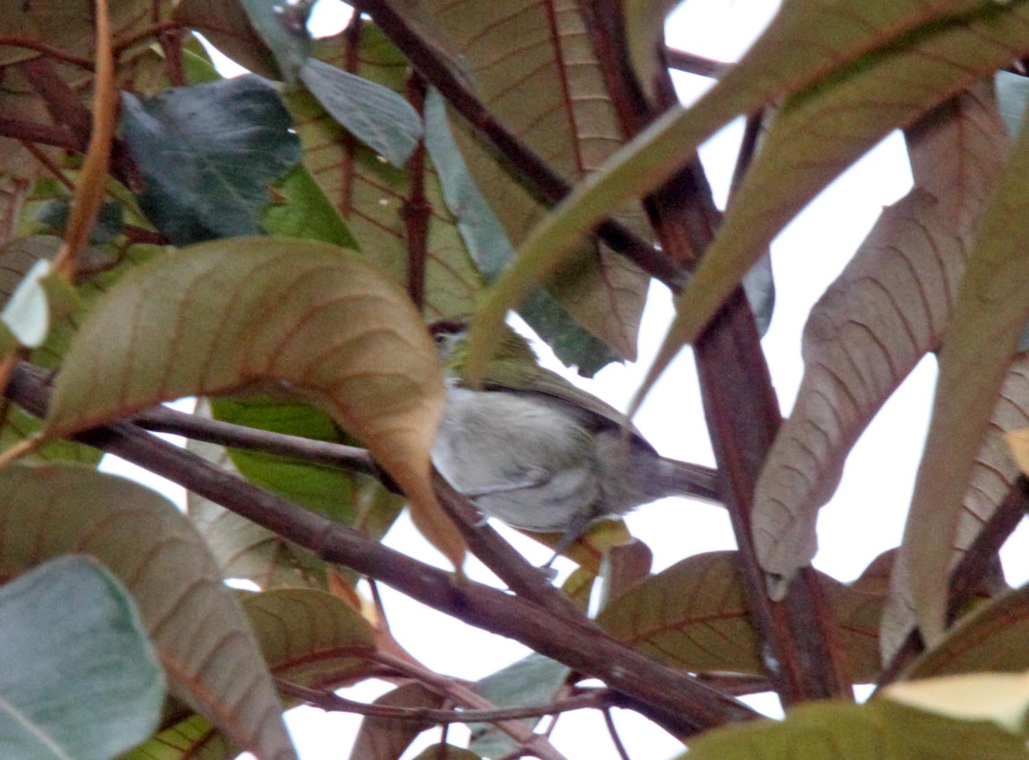Black-billed Peppershrike_0899.jpg