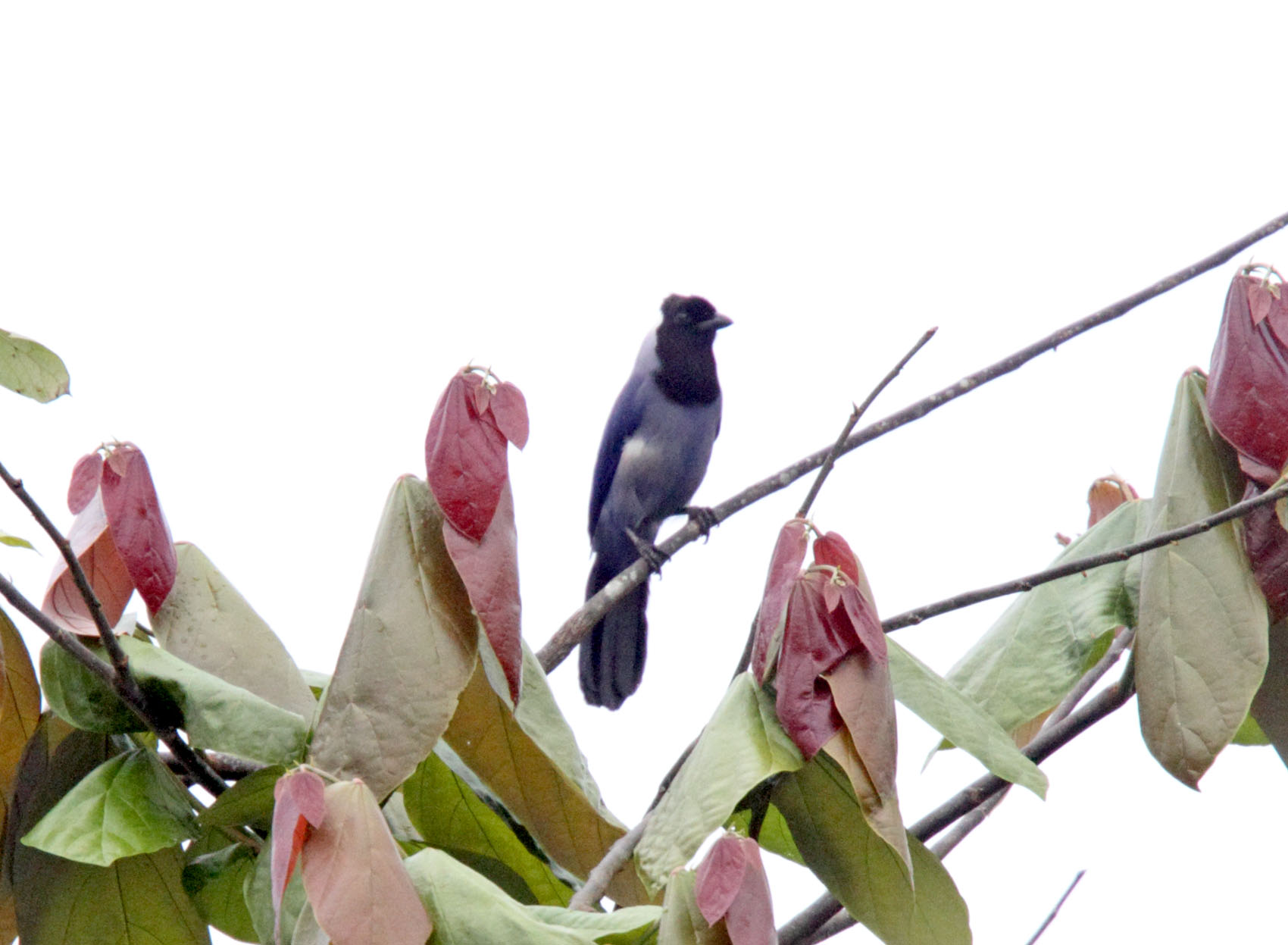 Violaceous Jay_0304.jpg