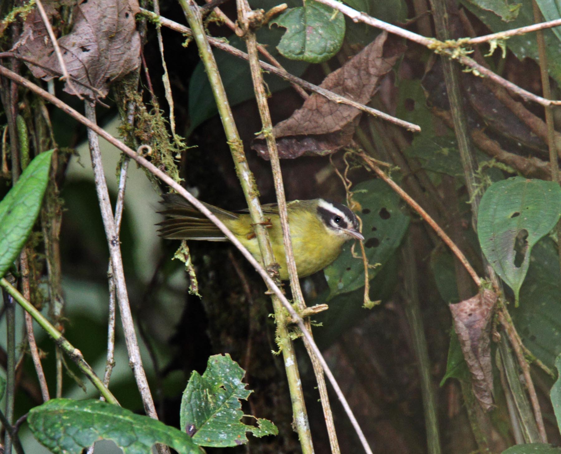 Three-striped Warbler_0788.jpg