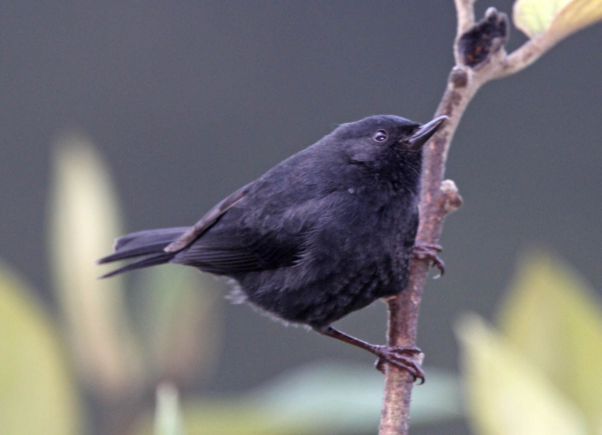 Black Flowerpiercer_1787.jpg