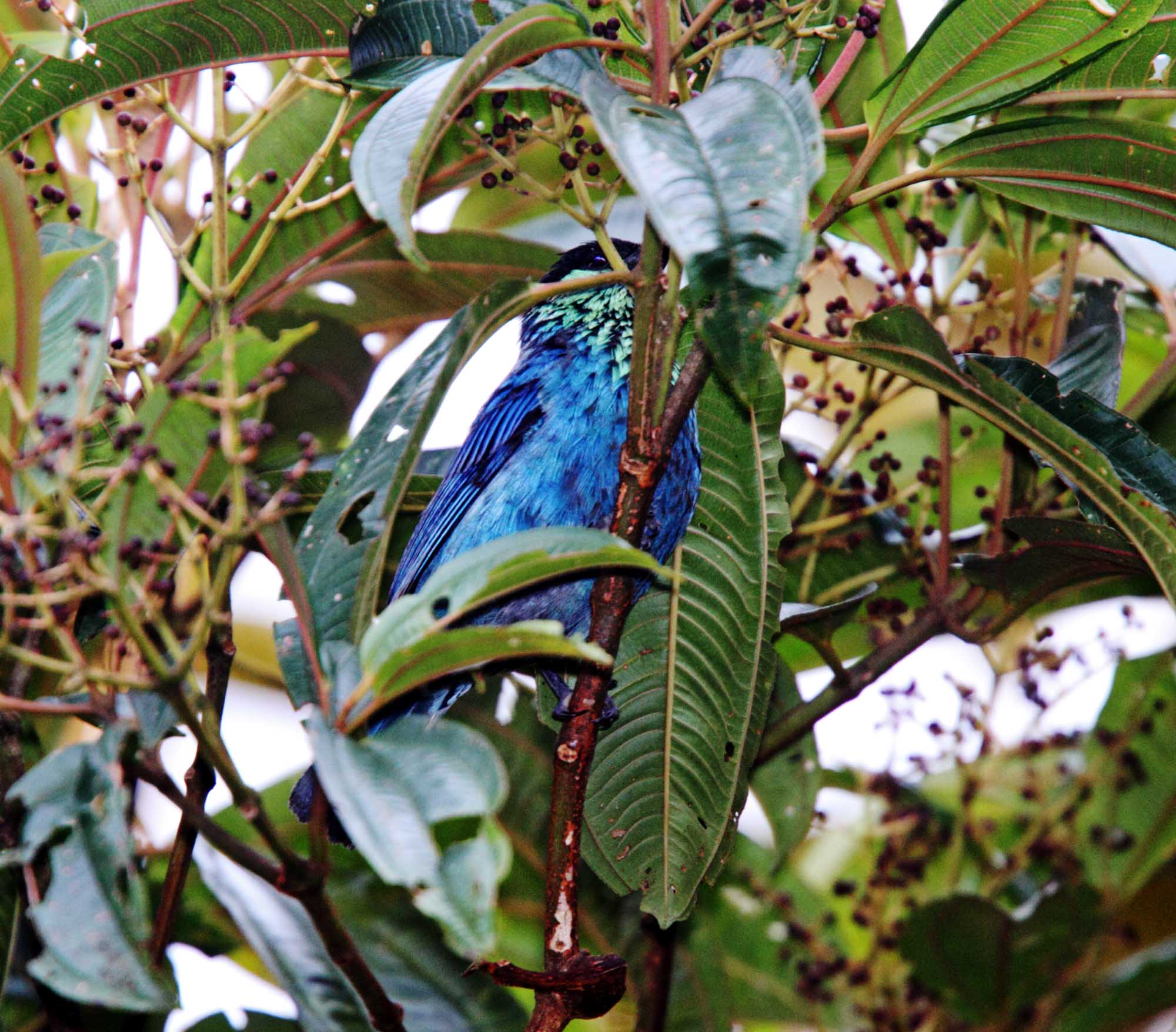 Black-capped Tanager - male_0720.jpg