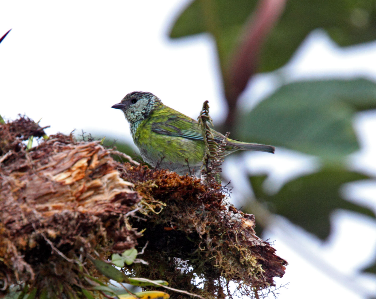 Black-capped Tanager - female_0743.jpg